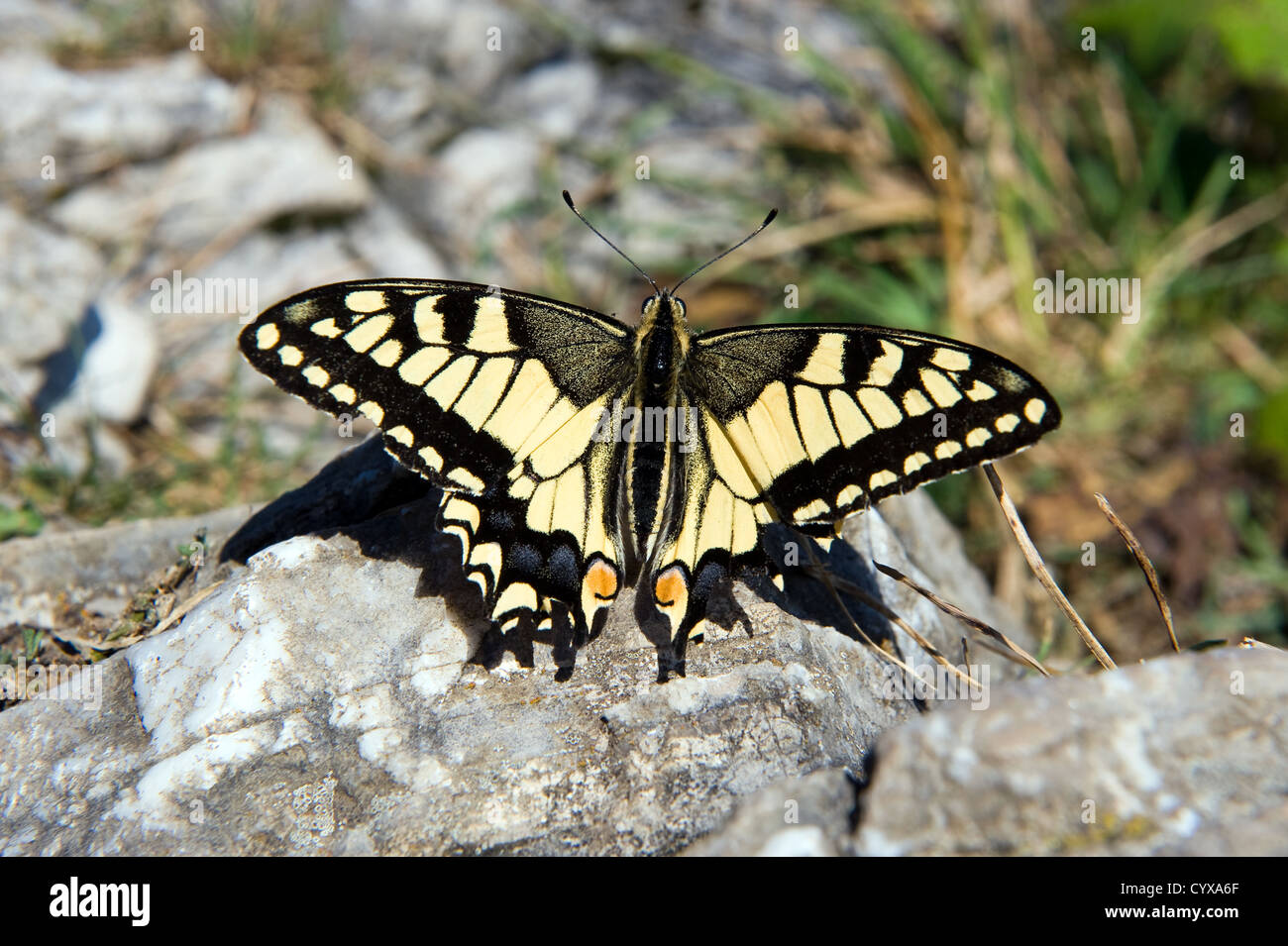 Una farfalla a coda di rondine in appoggio su una roccia su un alta montagna in Austria Foto Stock