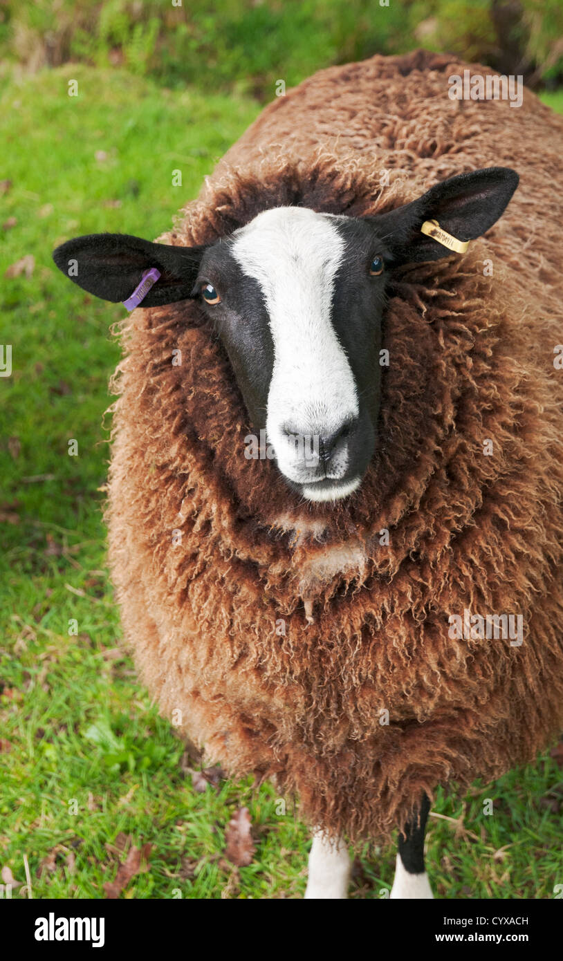 Il Galles, Parco Nazionale di Snowdonia, Betws-y-Coed, Balwen Welsh le pecore di montagna Foto Stock