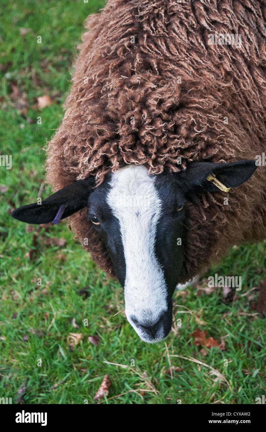 Il Galles, Parco Nazionale di Snowdonia, Betws-y-Coed, Balwen Welsh le pecore di montagna Foto Stock