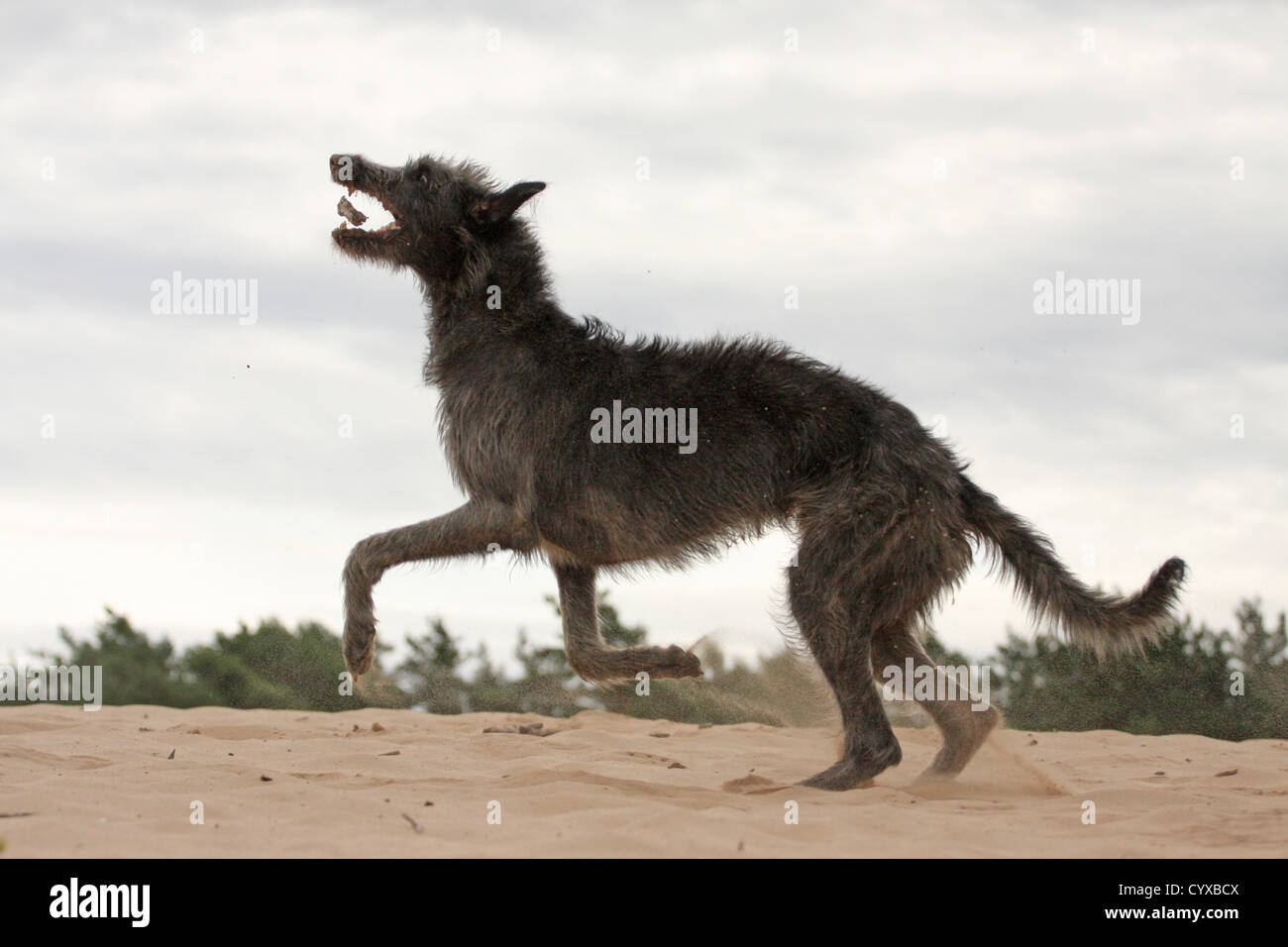 Deerhound maschio Foto Stock