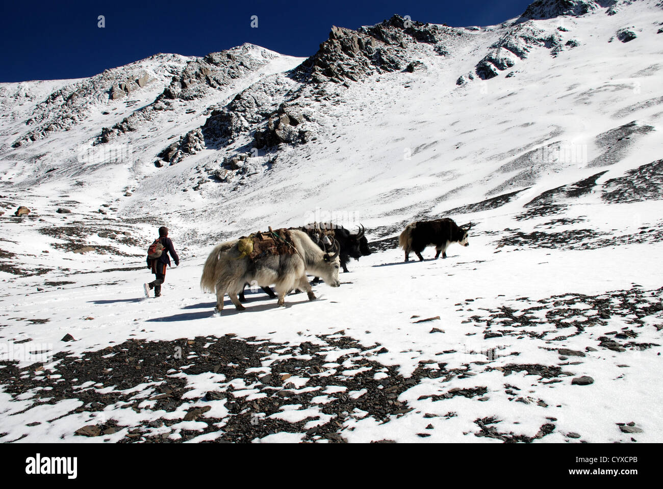 Una carovana di yak che attraversano la coperta di neve kang la pass nel Dolpo interna regione del Nepal occidentale Foto Stock