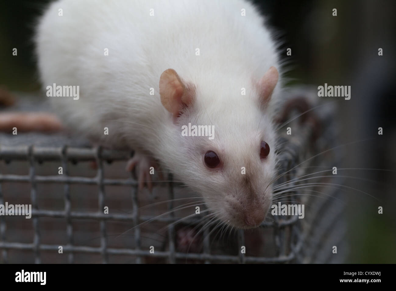 Domestico ratto albino (Rattus norvegicus). Femmina adulta sulla parte superiore di un laboratorio gabbia di contenimento. Foto Stock