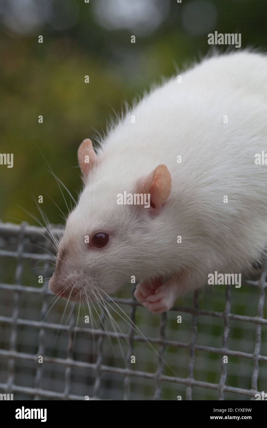 Domestico ratto albino (Rattus norvegicus). Femmina adulta sulla parte superiore di un laboratorio gabbia di contenimento. Foto Stock