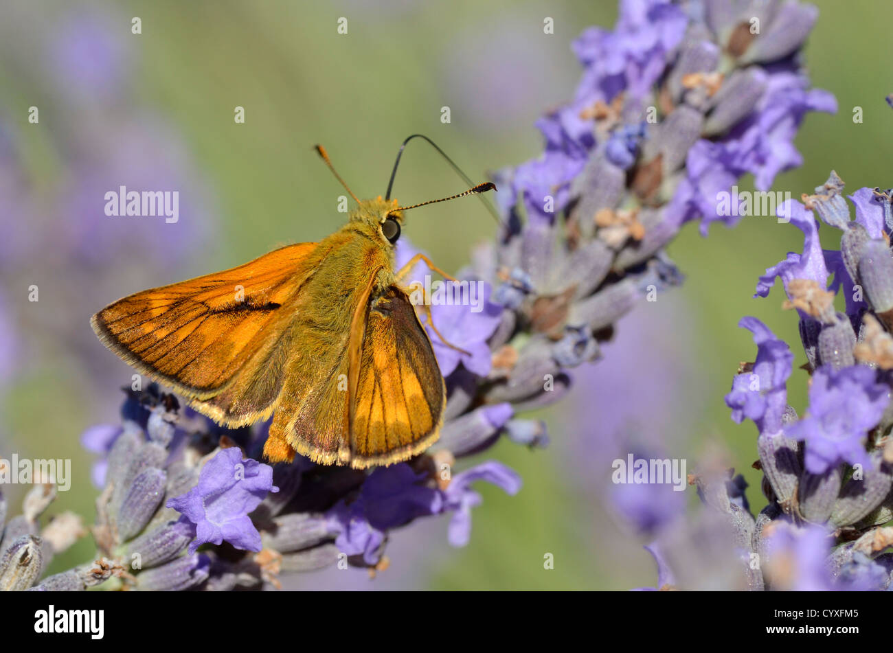 Macro di piccoli skipper butterfly (Thymelicus sylvestris) alimentazione sul fiore lavanda Foto Stock