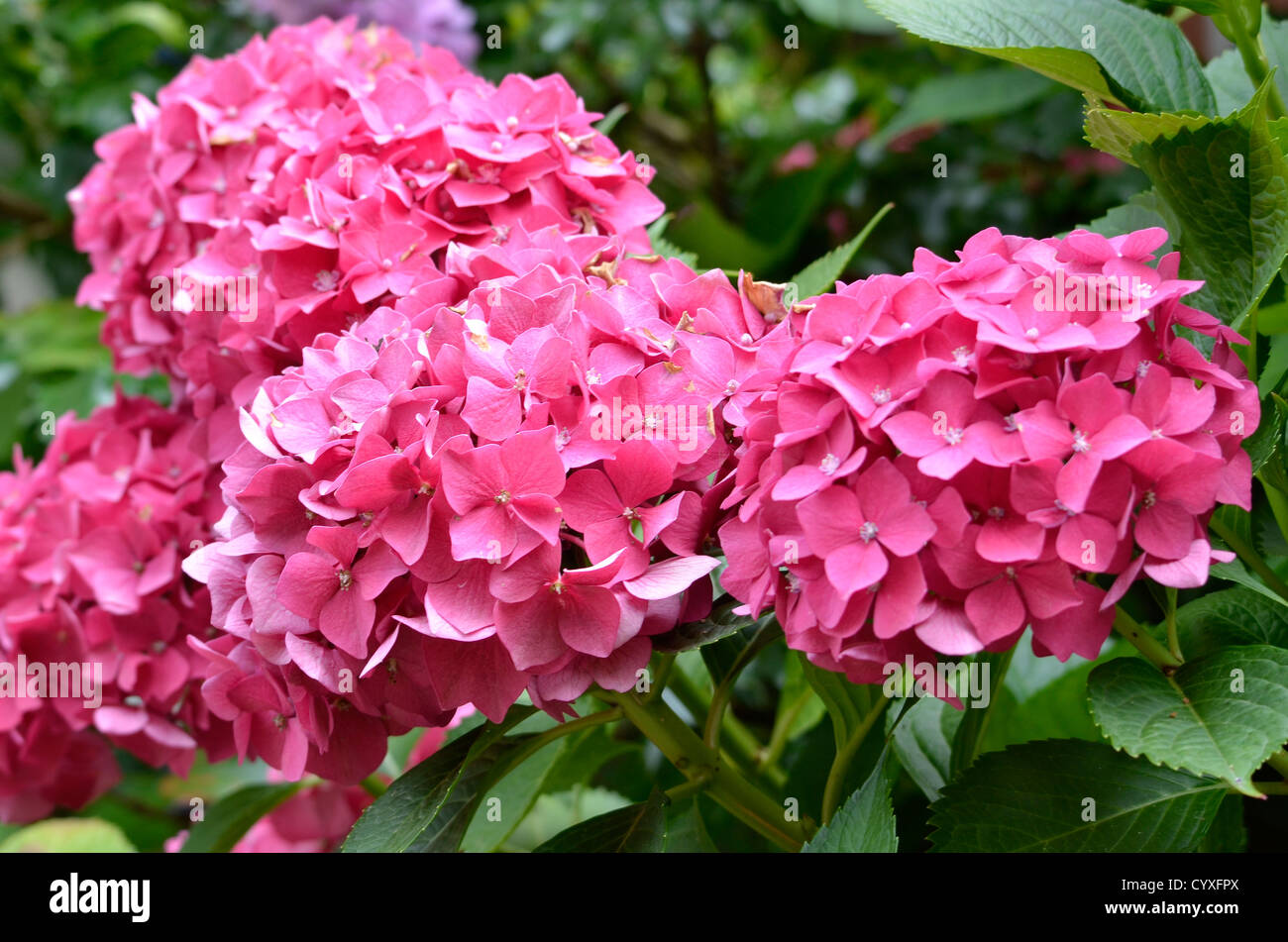 Primo piano della red Hydrangea macrophylla fiori (o hortensia) Foto Stock