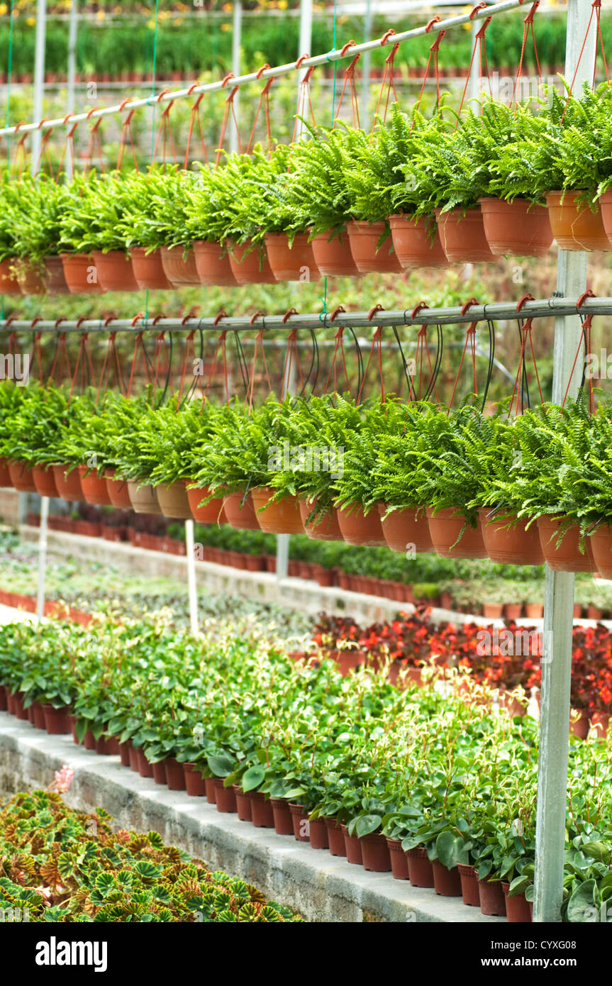 Molti di vendita di piante in serra. Foto Stock