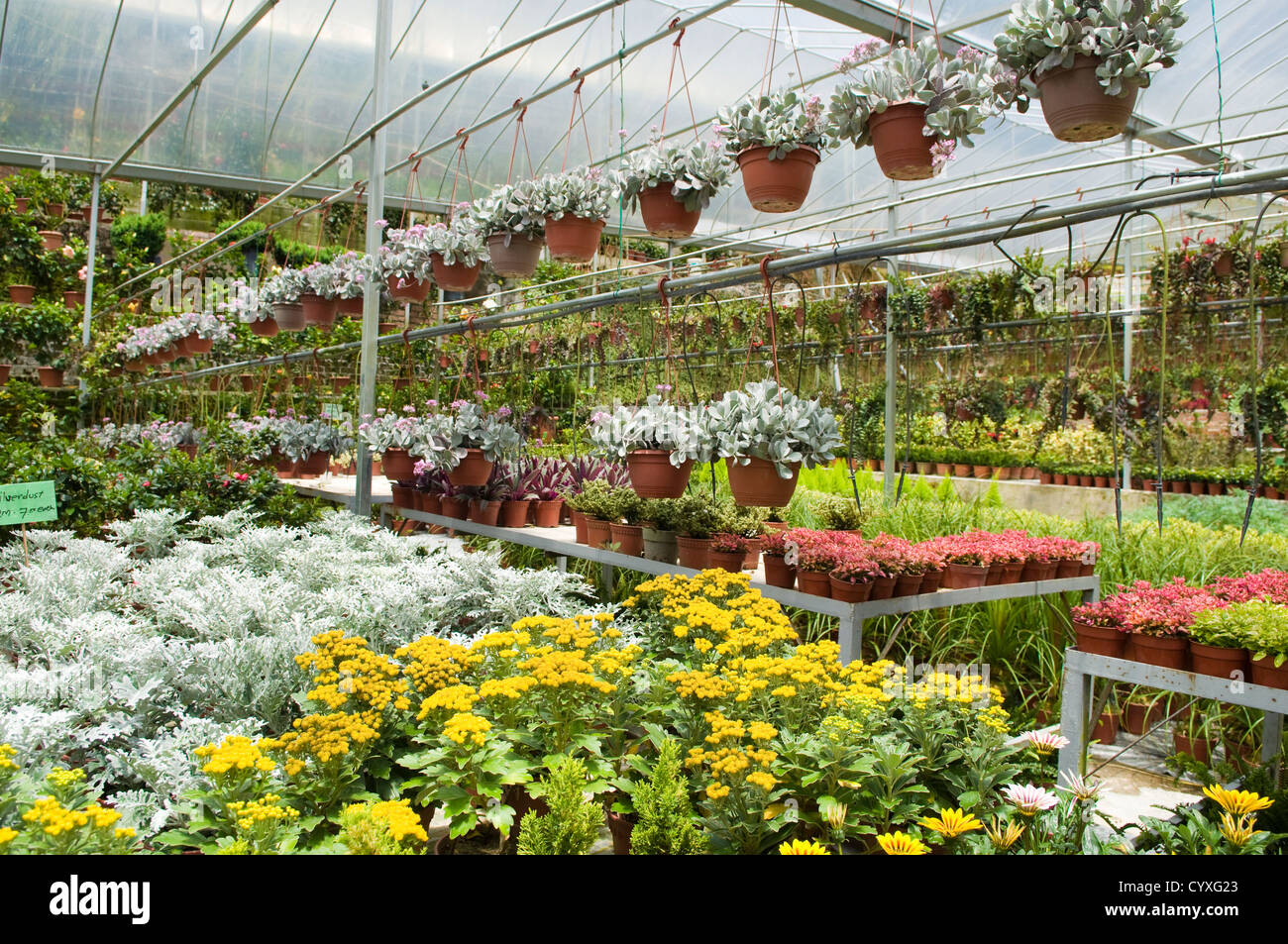 Molti di vendita di piante in serra. Foto Stock