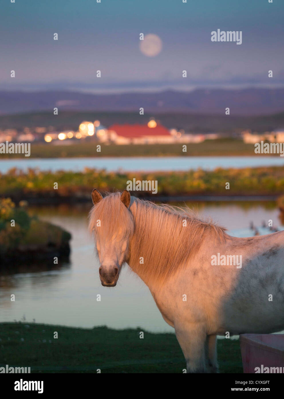 Ritratto di cavallo islandese, Islanda cavallo di razza pura Foto Stock