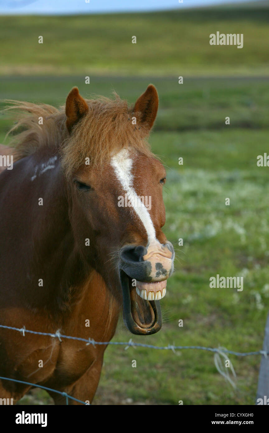 Ritratto di cavallo islandese, Islanda cavallo di razza pura Foto Stock