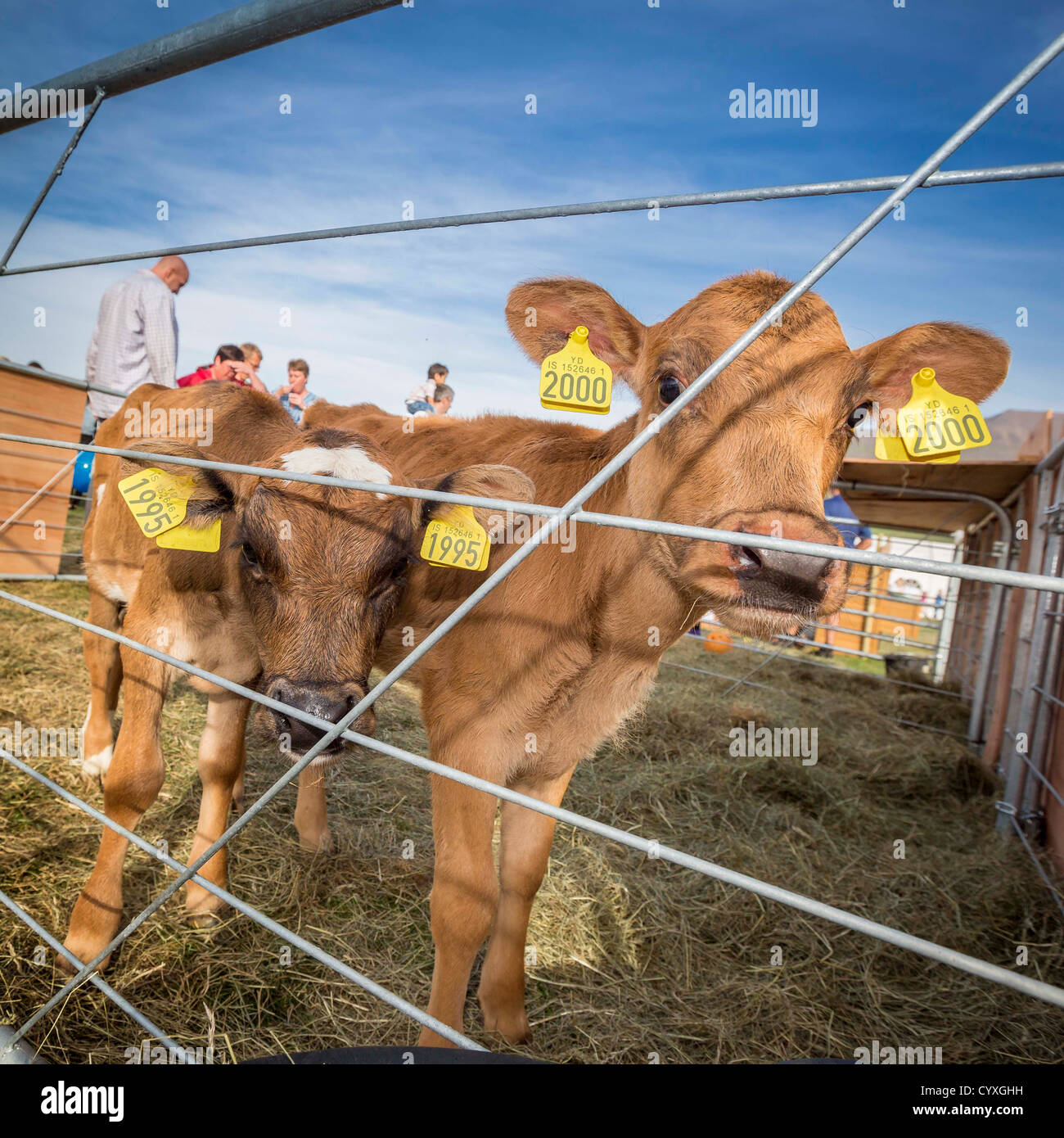 I giovani vitelli, Islanda Foto Stock