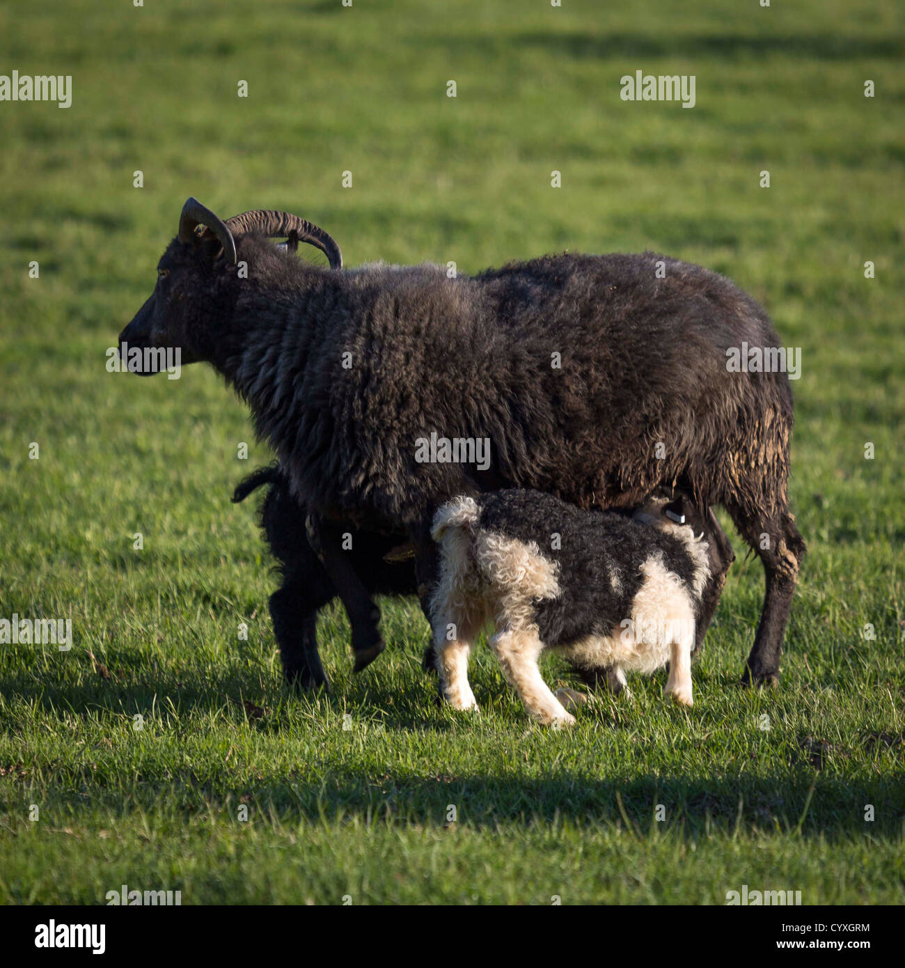 Alimentazione degli agnelli da pecora, Islanda Foto Stock