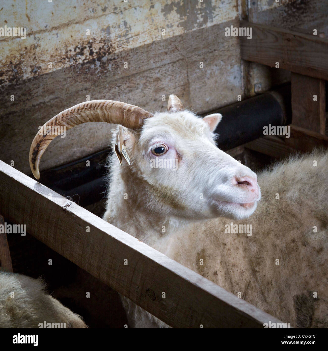 Ovini all'interno di un fienile, Islanda Foto Stock