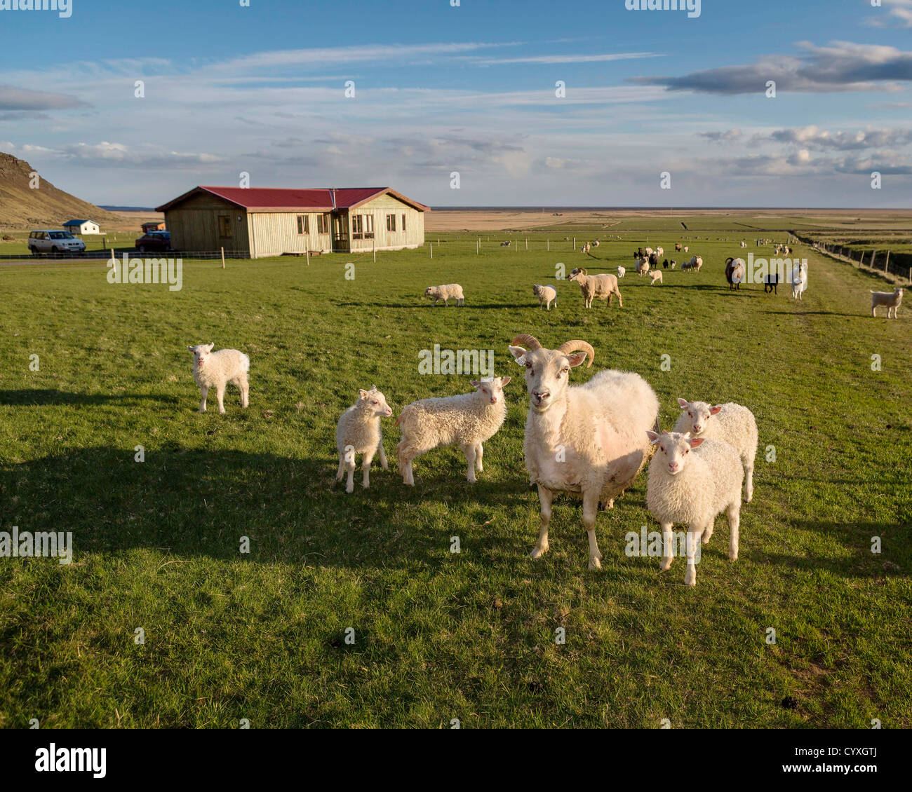 Allevamento di pecore, Islanda Orientale Foto Stock