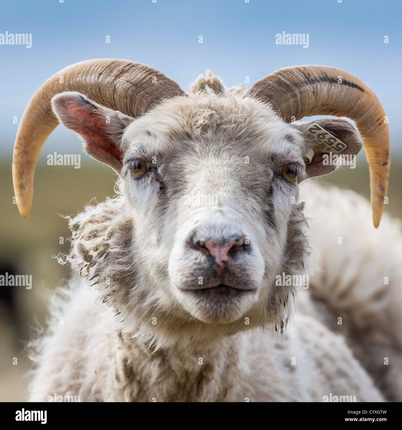 Ritratto di ovini, Islanda Foto Stock