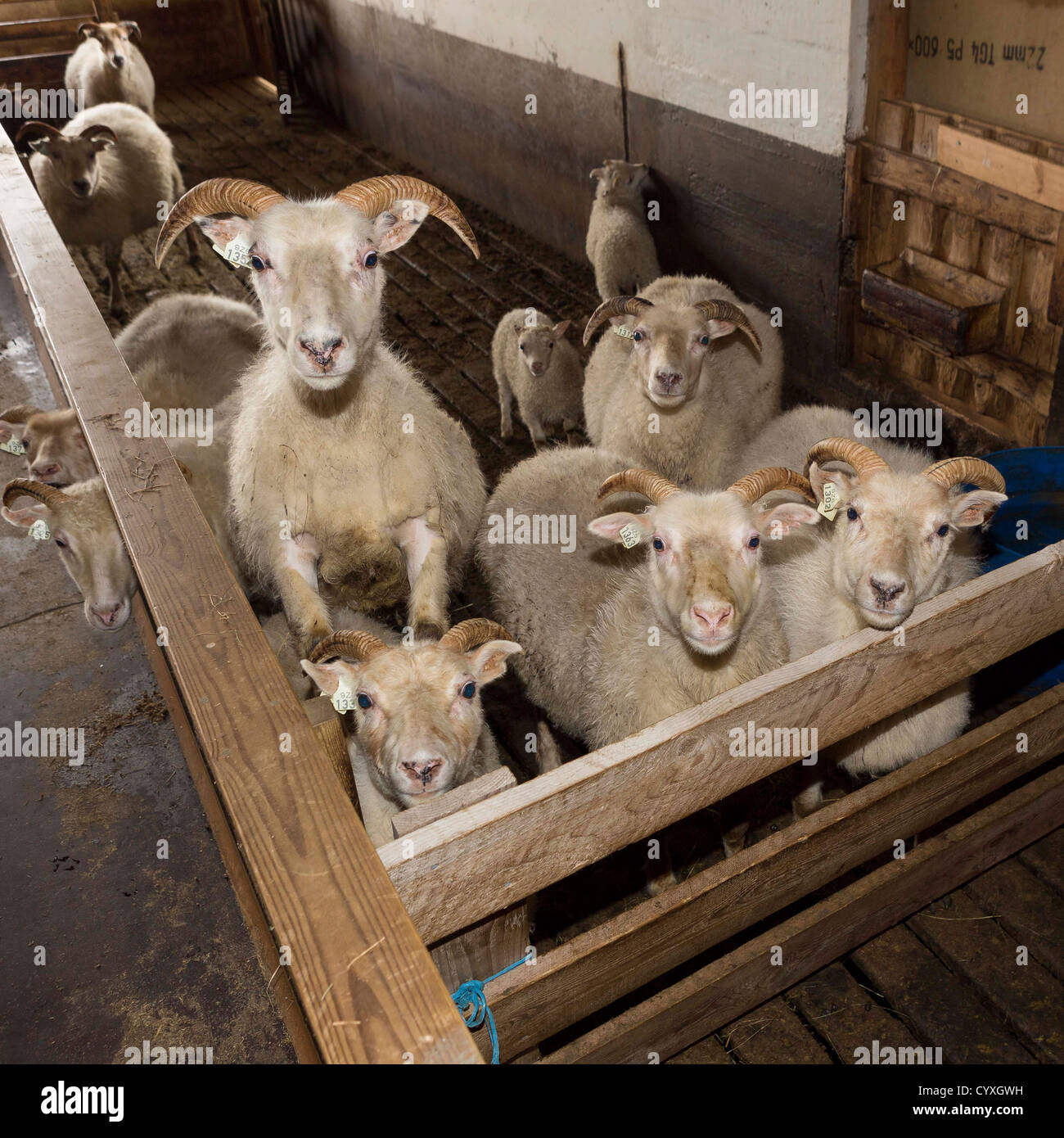 Le pecore e gli agnelli all'interno di un fienile, Islanda Foto Stock