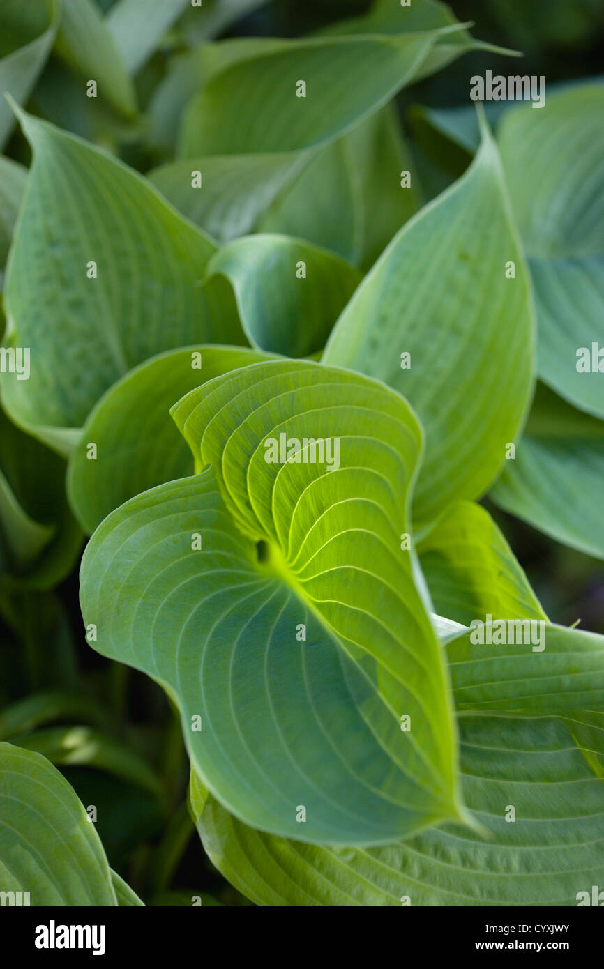 Piante, Hosta, somma e sostanza, grande cuore verde a forma di foglie di piantaggine lily. Foto Stock