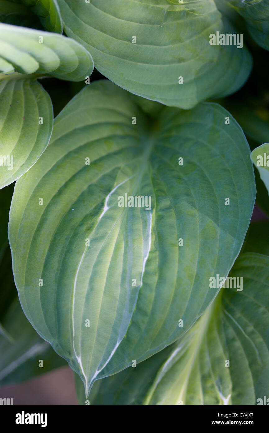 Piante, Hosta, Striptease, verde fogliame variegato con striscia bianca dando la pianta è il nome. Foto Stock