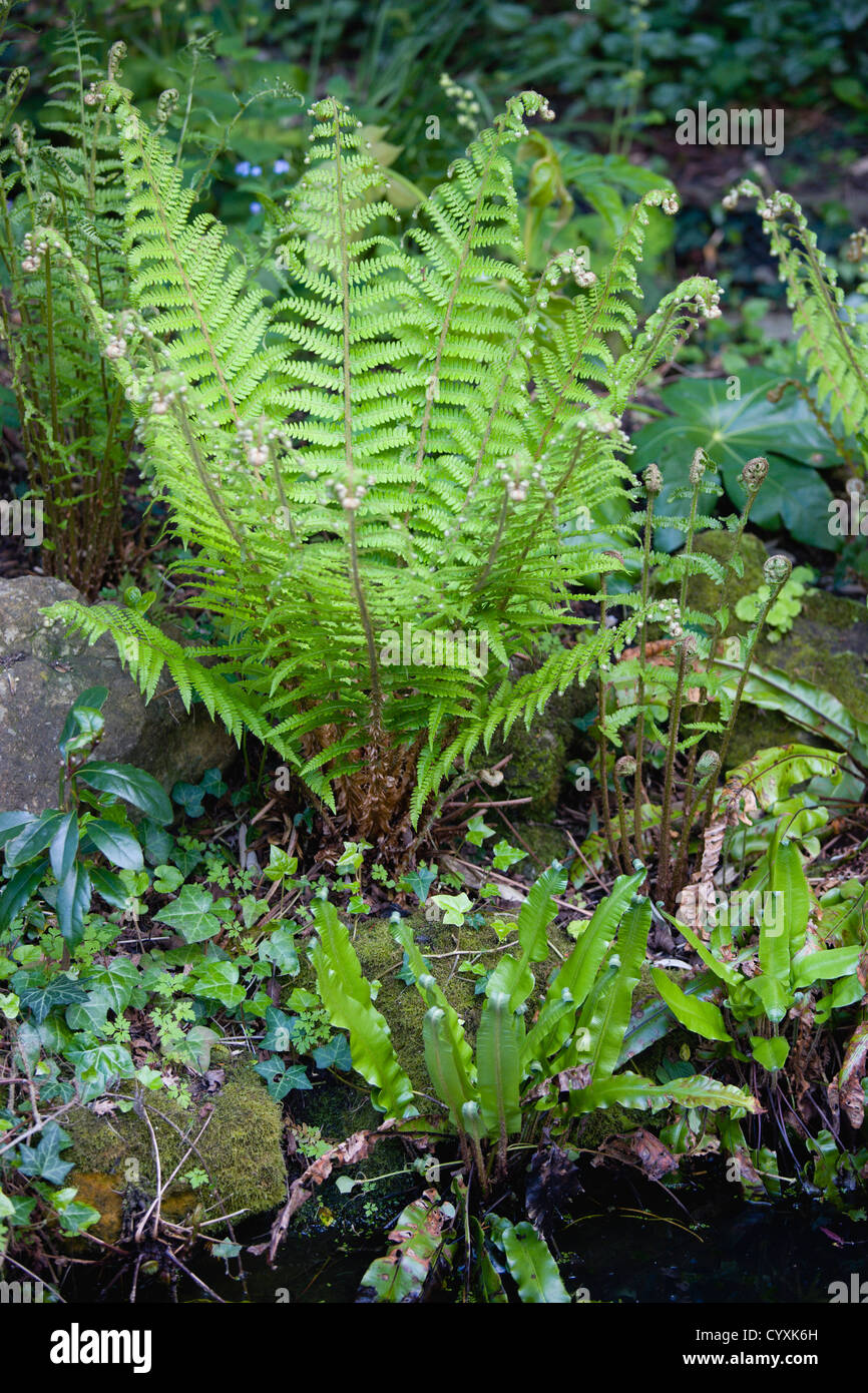 Piante, felci, foglie di Dryopteris filix-mas o felce maschio dispiegarsi accanto ad un laghetto in giardino con un Hart felce del timone Foto Stock