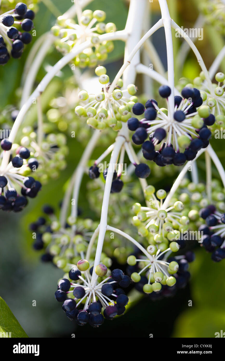 Piante, arbusti, Fatsia japonica, Aralia giapponese, nero e verde la maturazione dei frutti che crescono in cluster sul ramo dell'impianto. Foto Stock