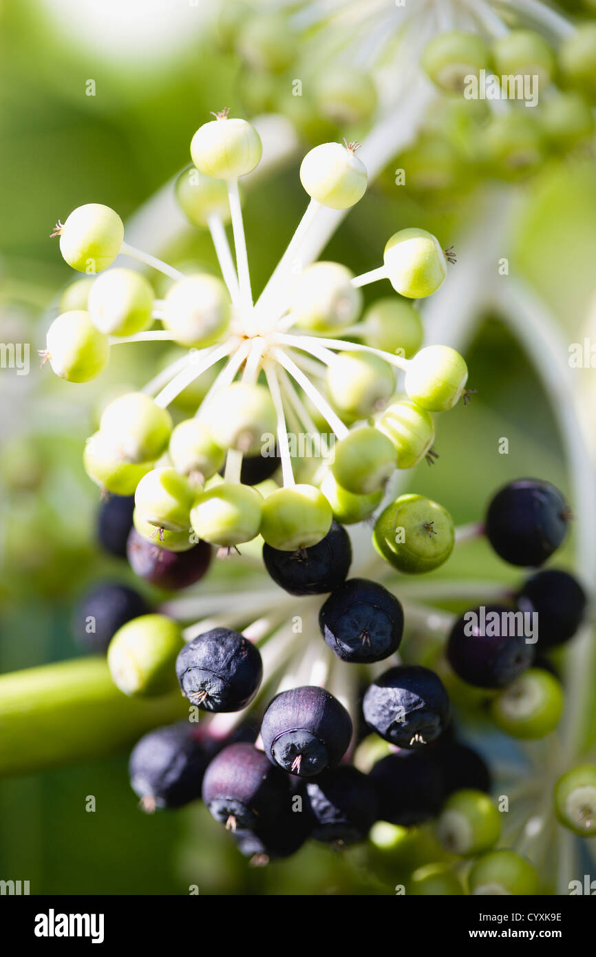 Piante, arbusti, Fatsia japonica, Aralia giapponese, nero e verde la maturazione dei frutti che crescono in cluster sul ramo dell'impianto. Foto Stock