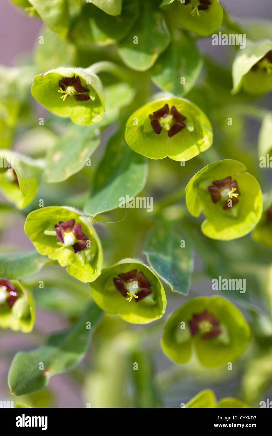 Piante e fiori, Euphorbia amygdaloides robbiae, verde chiaro fiori sulle brattee di euforbia legno conosciuto anche come la onorevole Robb il cofano. Foto Stock