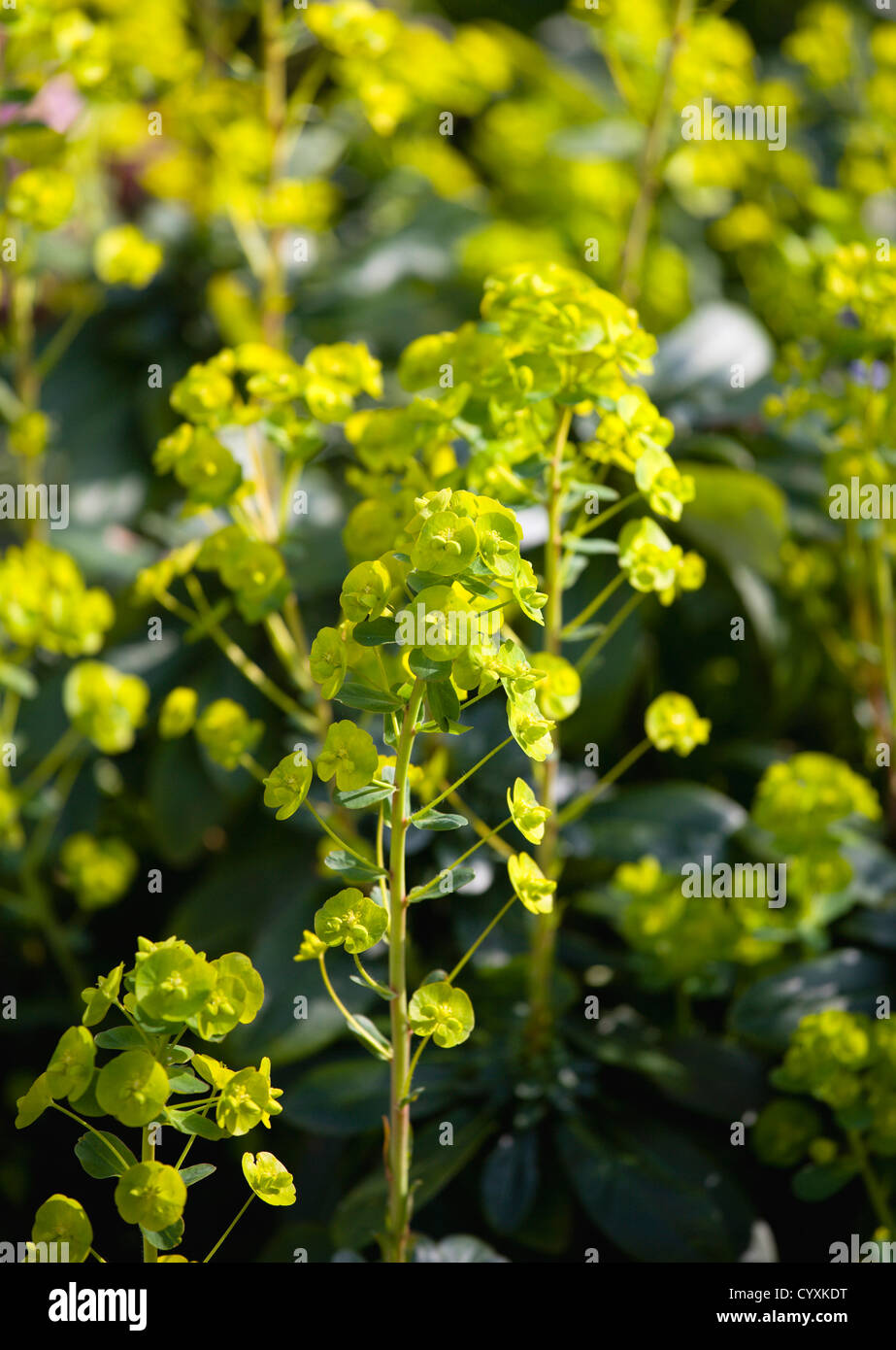 Piante e fiori, Euphorbia amygdaloides robbiae, verde chiaro fiori sulle brattee di euforbia legno conosciuto anche come la onorevole Robb il cofano. Foto Stock