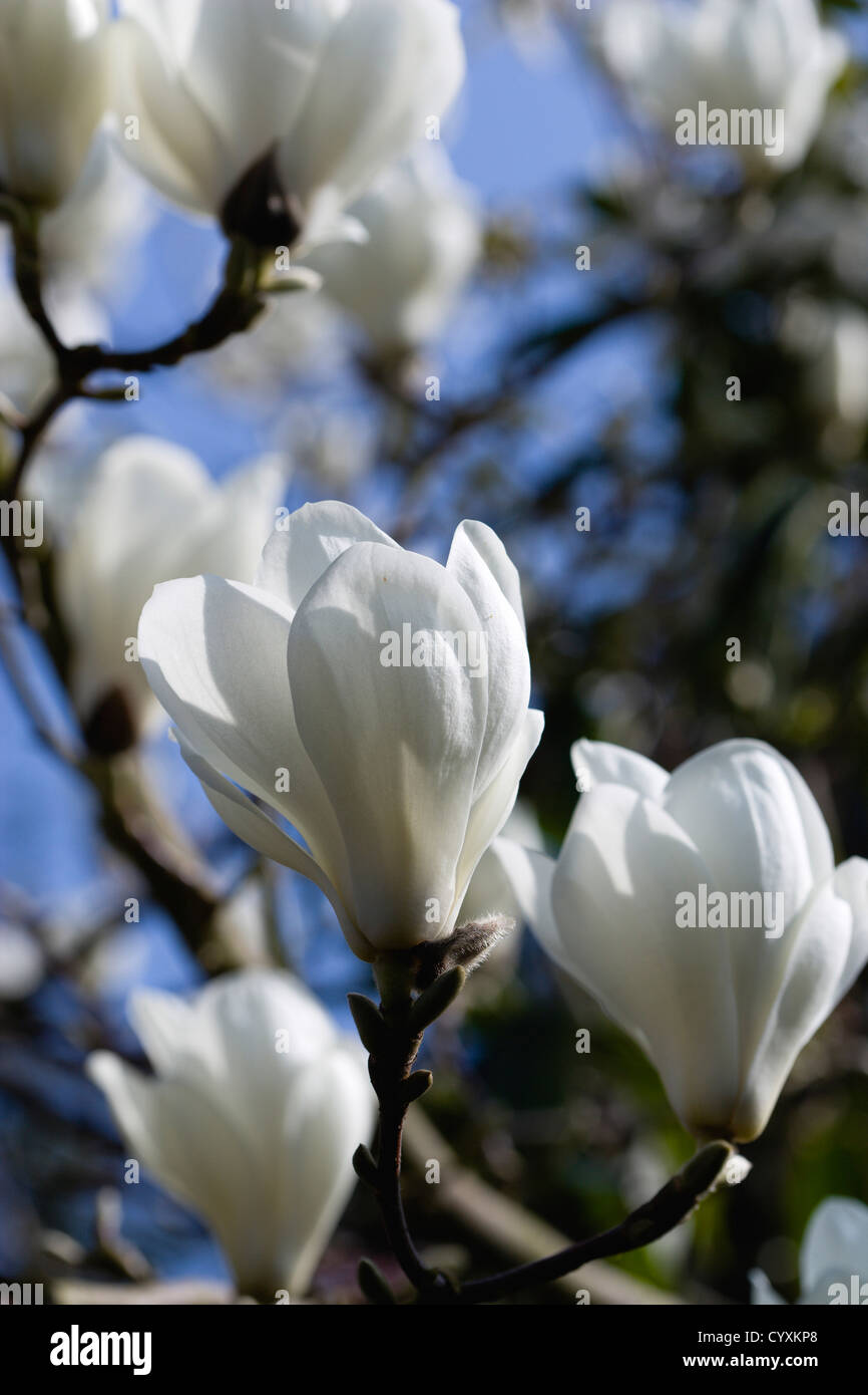 Piante, Alberi, × Magnolia soulangeana 'Alba Superba', abbondanti fiori bianchi sui rami di un albero di magnolia. Foto Stock