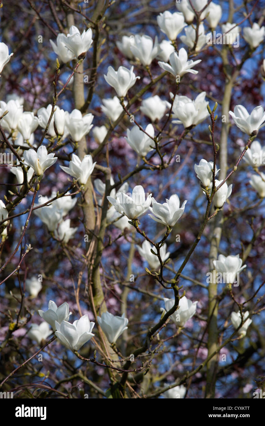 Piante, Alberi, × Magnolia soulangeana 'Alba Superba', abbondanti fiori bianchi sui rami di un albero di magnolia. Foto Stock