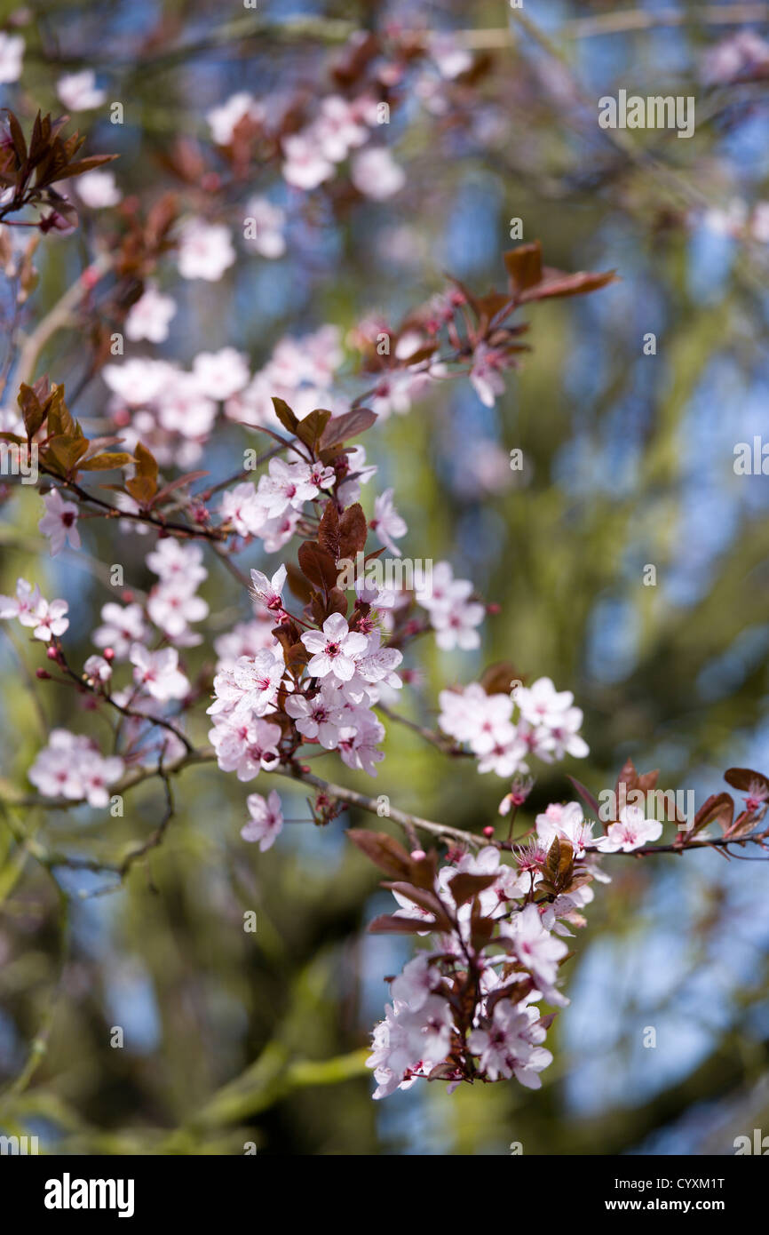 Piante, Alberi, Prunus cerasifera, Cherry Plum tree con rosa fiore fioritura sui rami in primavera. Foto Stock