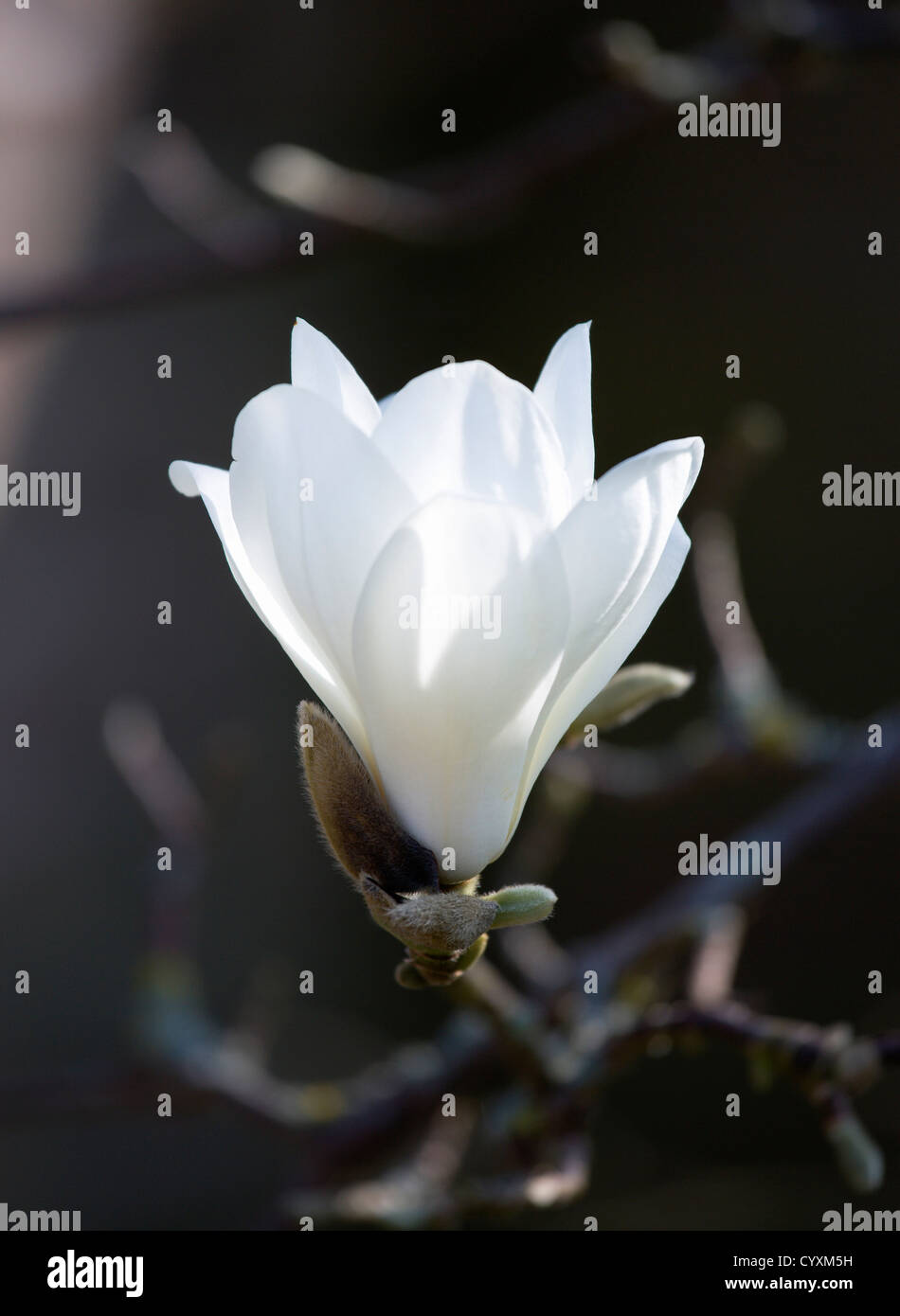 Piante, Alberi, × Magnolia soulangeana 'Alba Superba', apertura fiore bianco bud su un albero di magnolia. Foto Stock