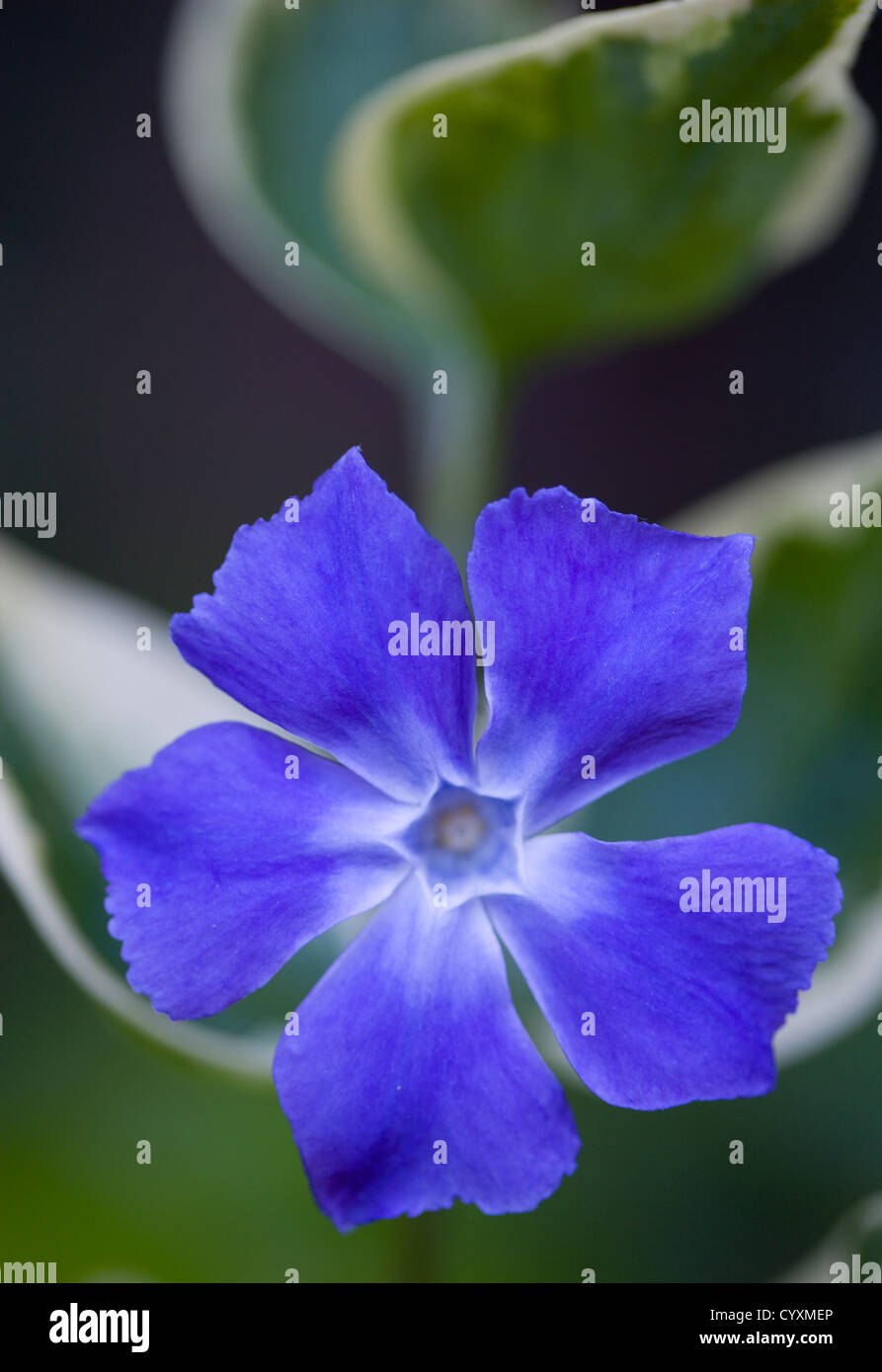 Piante e fiori, Vinca minor 'Variegata', variegata comuni di pervinca, unico viola fiore blu tra foglie variegato. Foto Stock