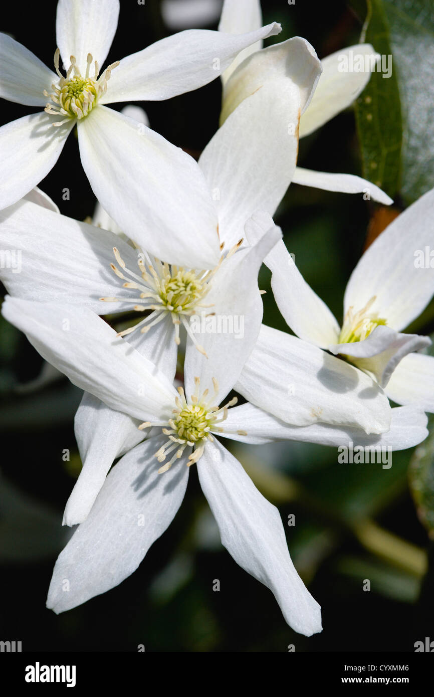 Fiore stella bianca immagini e fotografie stock ad alta risoluzione - Alamy