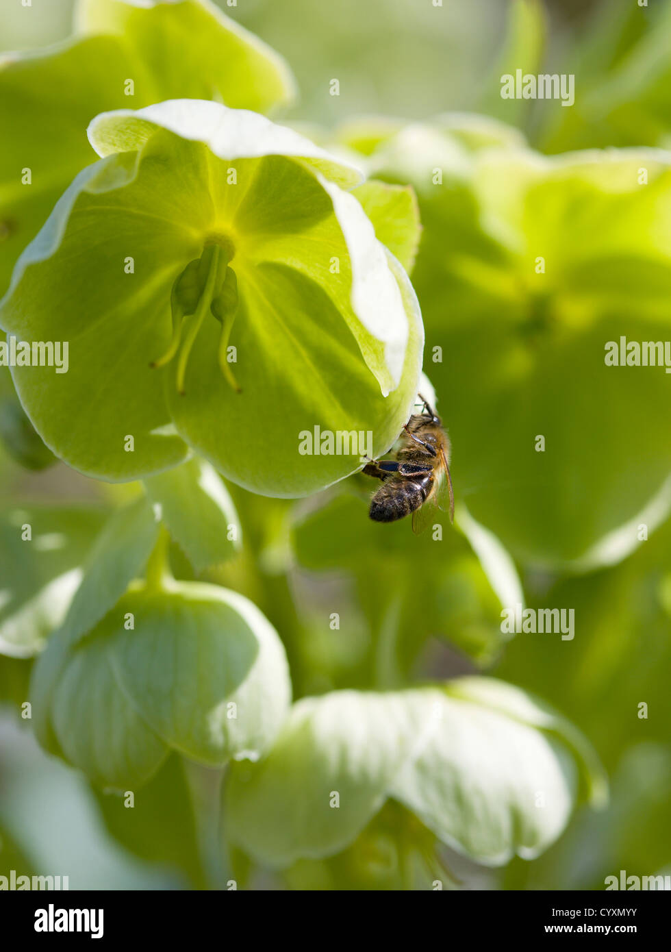 Piante e fiori, Helleborus, miele delle api sul verde pallido Veratro fioritura o rosa quaresimale. Foto Stock