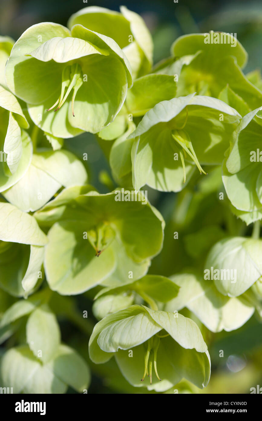 Piante e fiori, Helleborus, di colore verde pallido Veratro fioritura o rosa quaresimale. Foto Stock