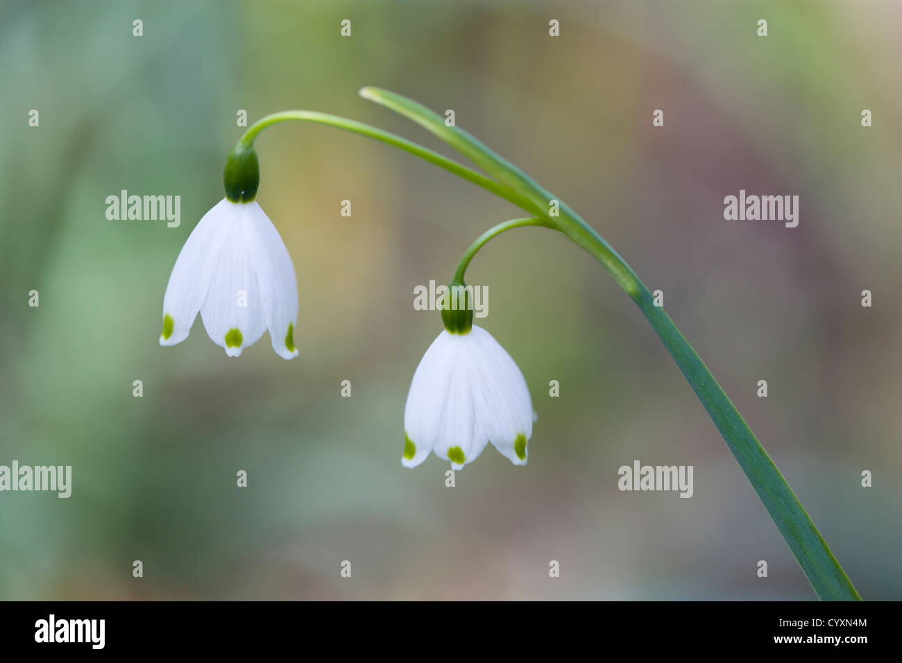 Piante e fiori, Leucojum vernum, molla il simbolo del fiocco di neve con due piccoli fiori bianchi che si apre su di un unico stelo. Foto Stock