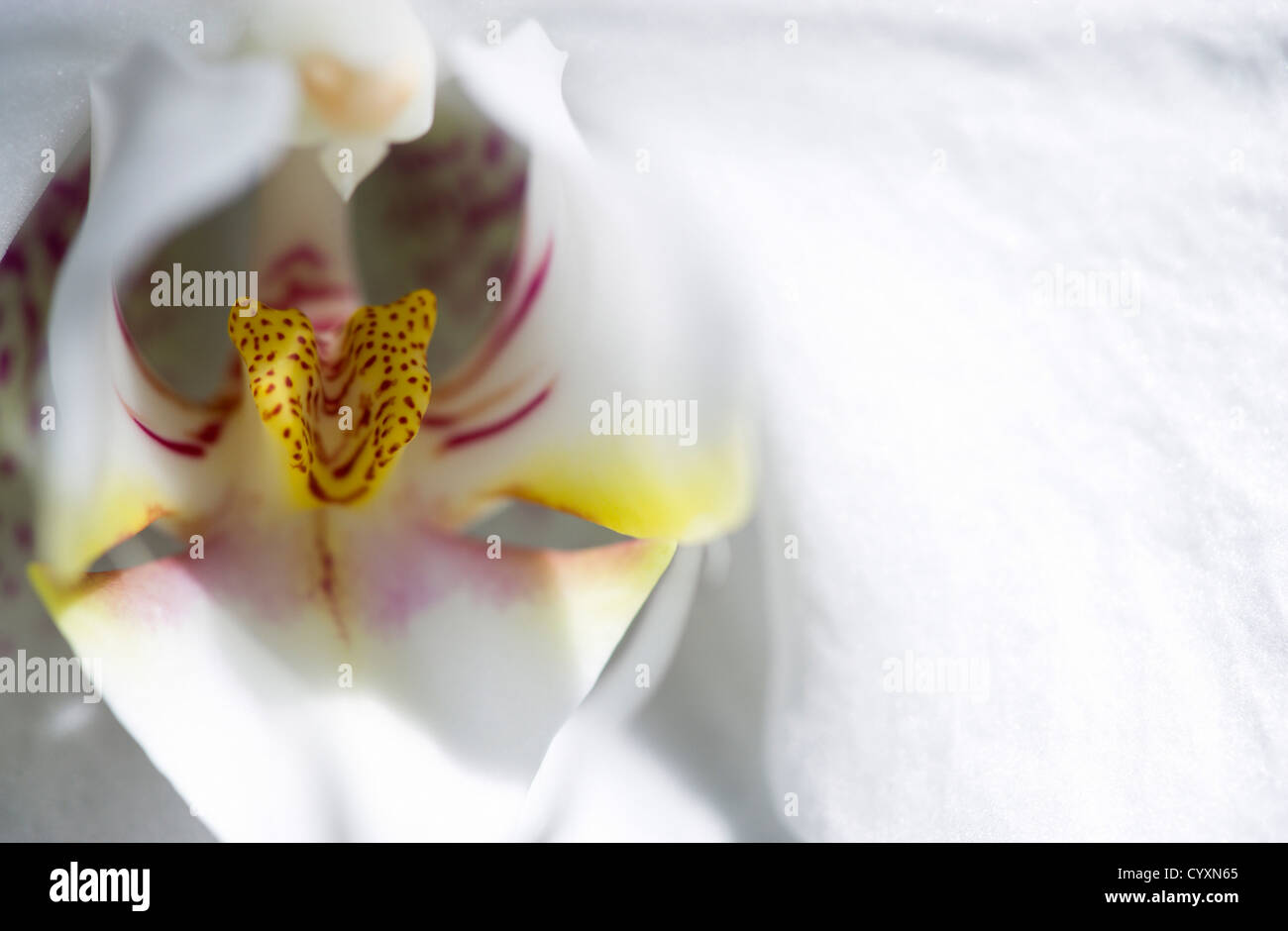 Piante e fiori, Phalaenopsis, Orchidea in piena fioritura di petali di colore bianco con il giallo e il rosso a labbro. Foto Stock