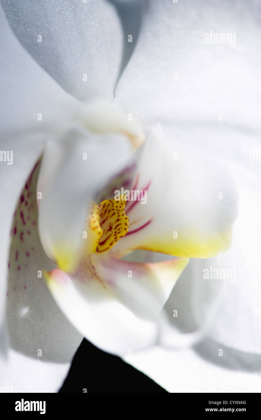 Piante e fiori, Phalaenopsis, Orchidea in piena fioritura di petali di colore bianco con il giallo e il rosso a labbro. Foto Stock