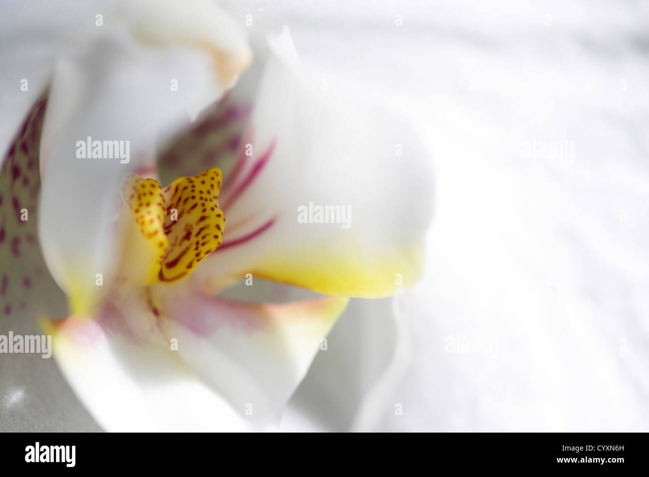 Piante e fiori, Phalaenopsis, Orchidea in piena fioritura di petali di colore bianco con il giallo e il rosso a labbro. Foto Stock