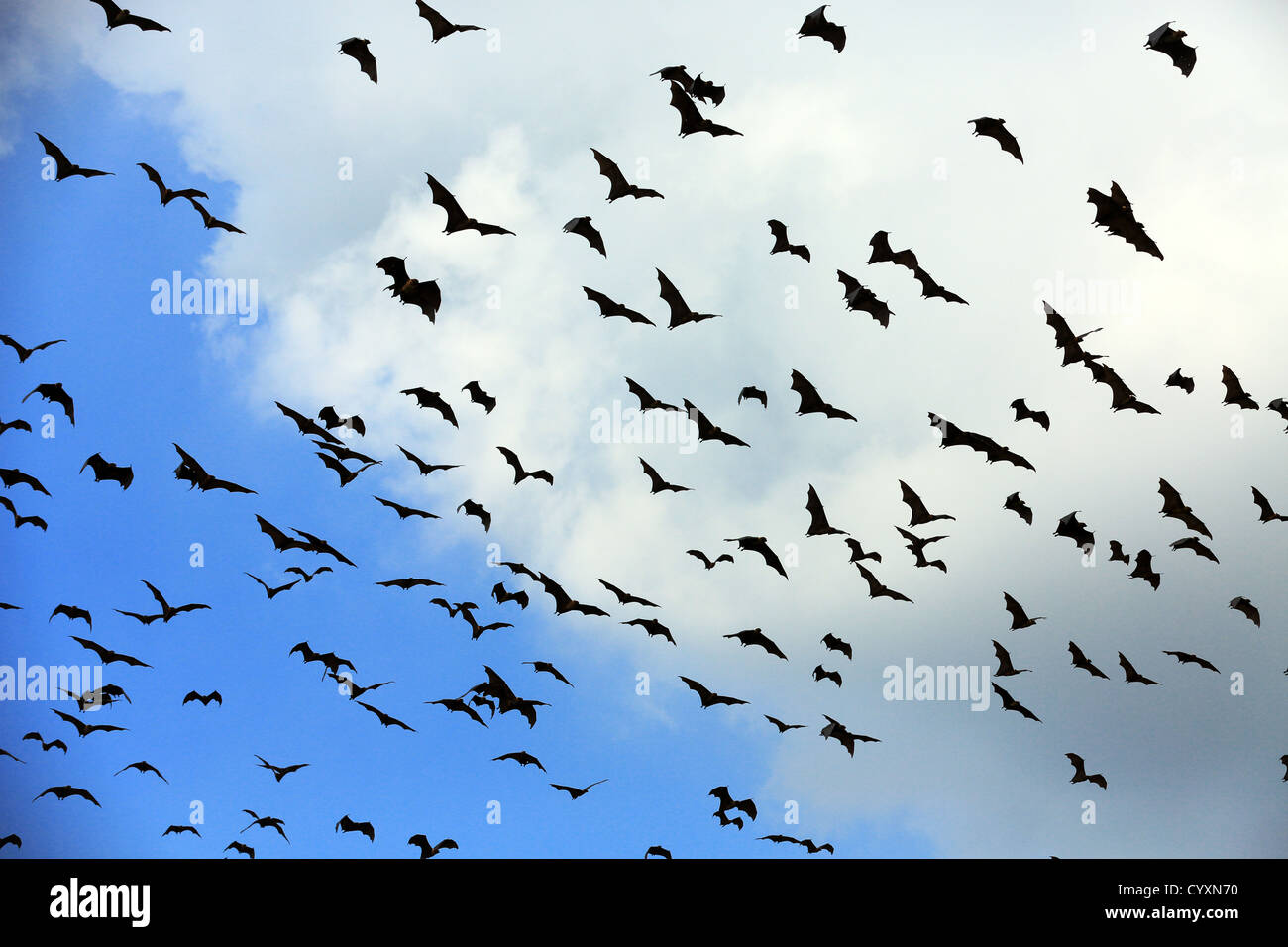 Centinaia di pipistrelli della frutta (volpi volanti) in volo in Tissamaharama, Sri Lanka Foto Stock