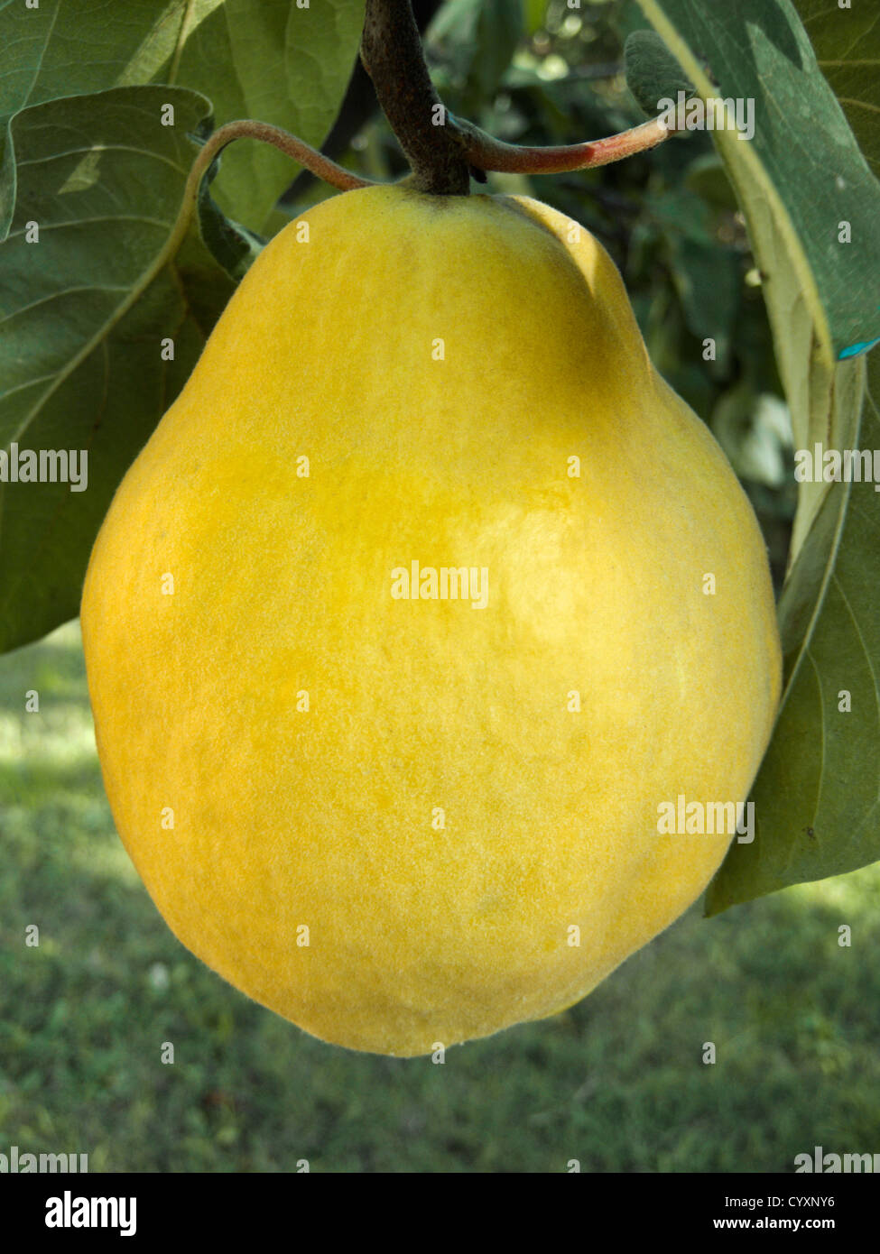 A Pera Colore Giallo Mela Cotogna Cydonia Oblonga Frutta Sugli Alberi Stagione Autunnale Foto Stock Alamy