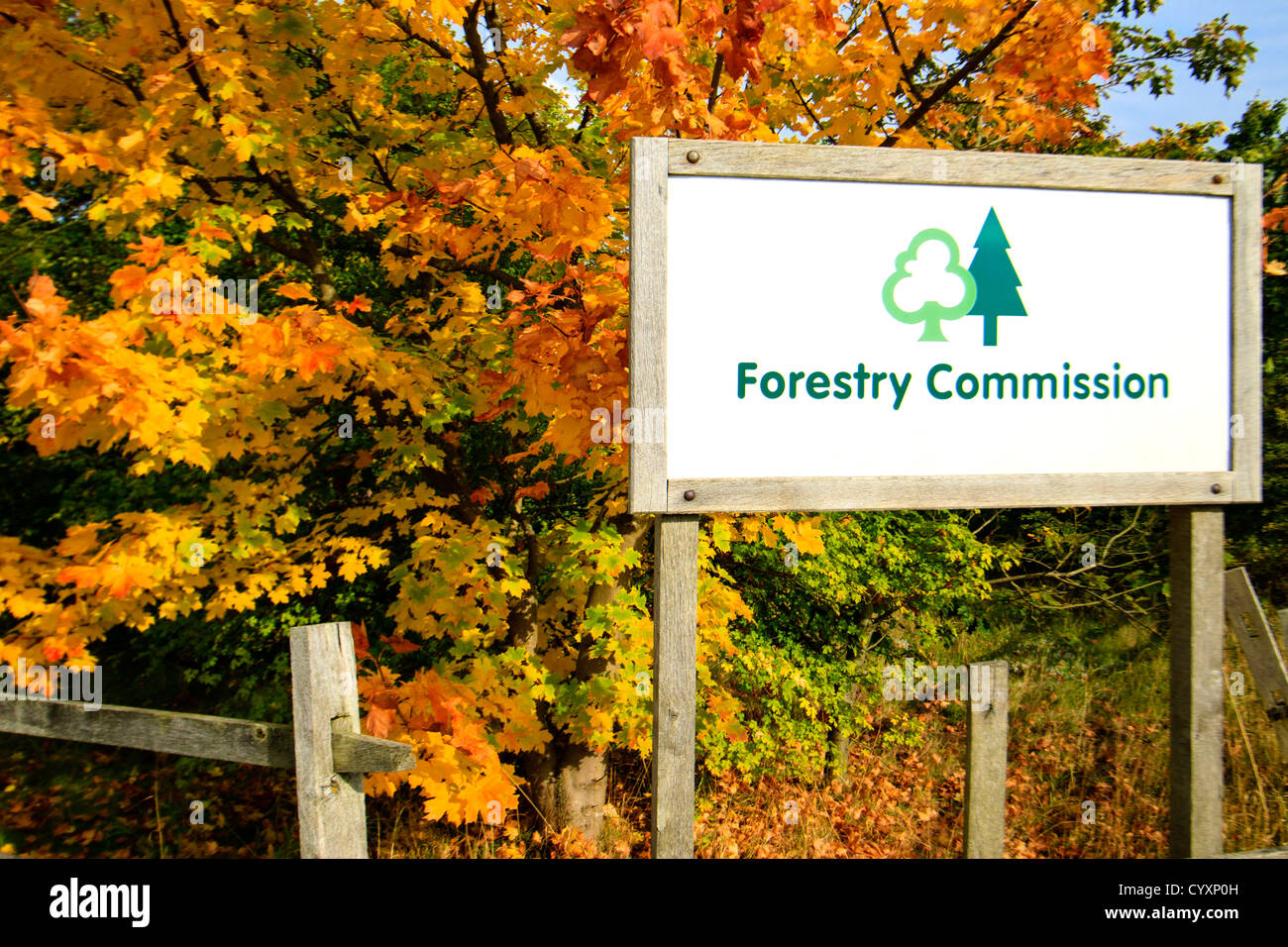 Commissione forestale segno con alberi d'autunno dietro Foto Stock