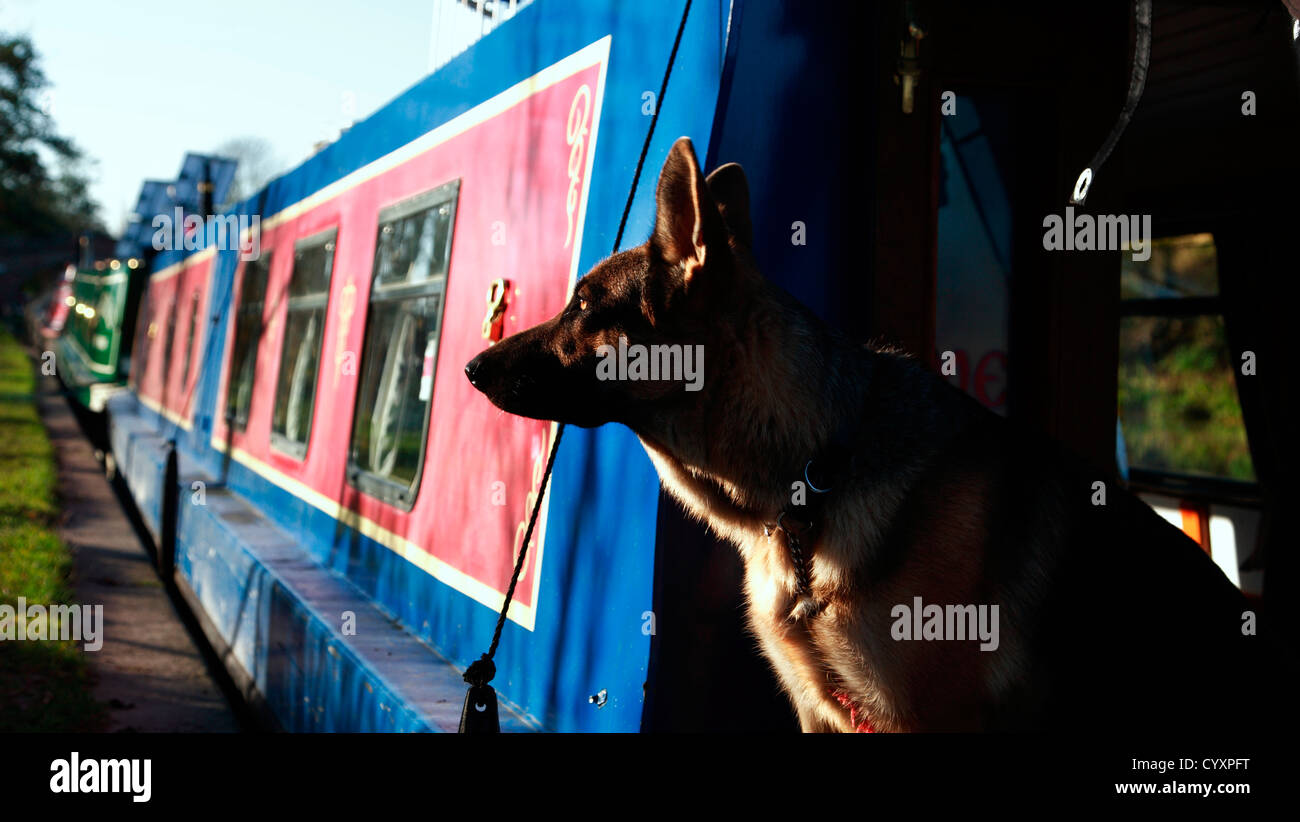 Alsaziano cane sulla barca stretta Foto Stock