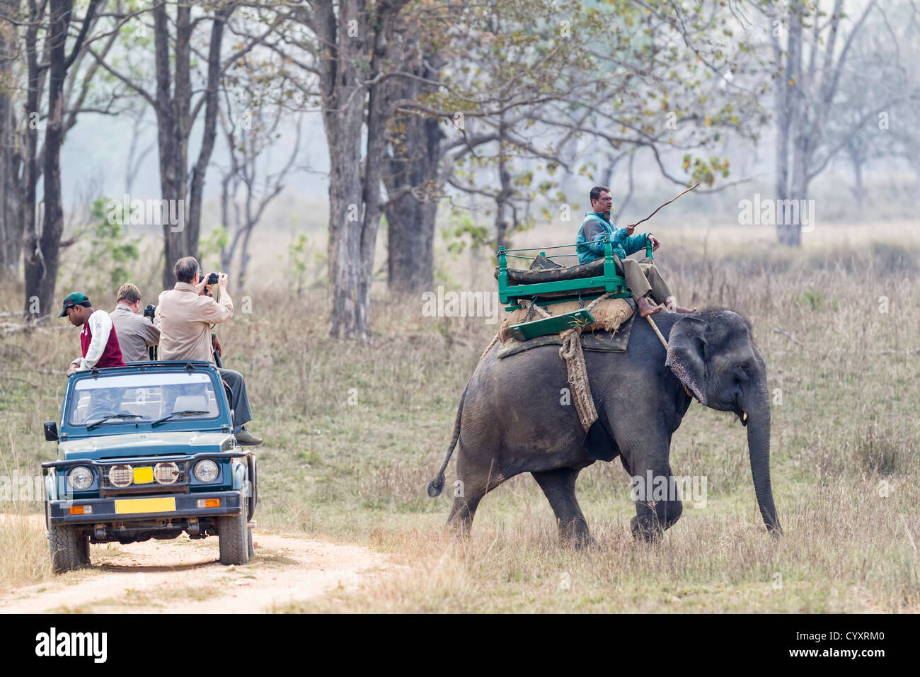 India, Madhya Pradesh, Mahout cavalcare un elefante al Parco Nazionale di Kanha Foto Stock