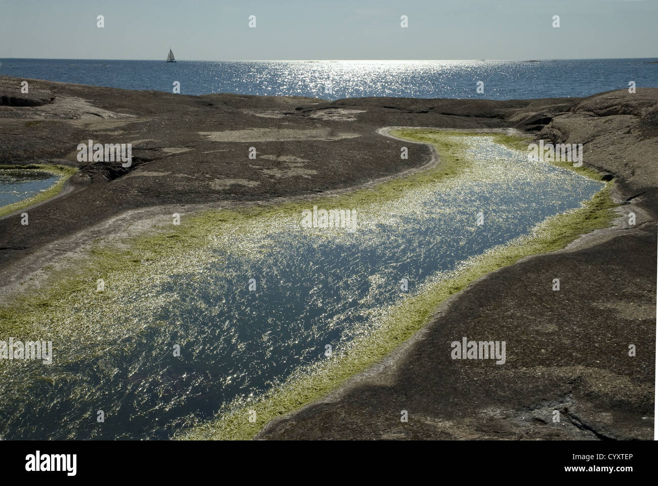 Le Alghe verdi frange un pool di tempesta salato acqua su una piccola isola; il mare è al di là del costa ovest della Svezia Foto Stock