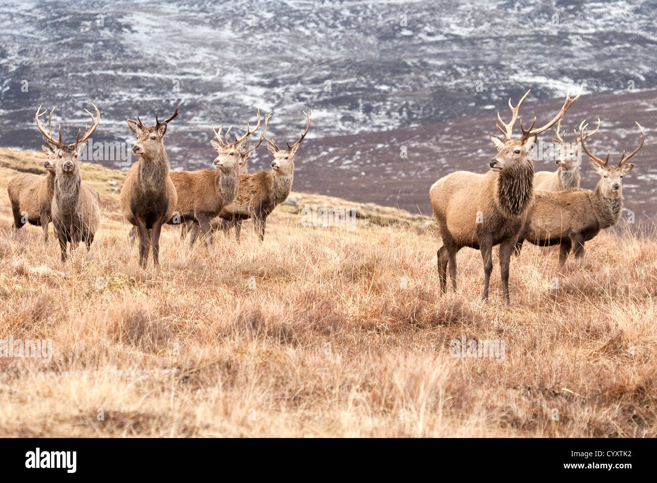 Red Deer Cairngorms National Park Foto Stock