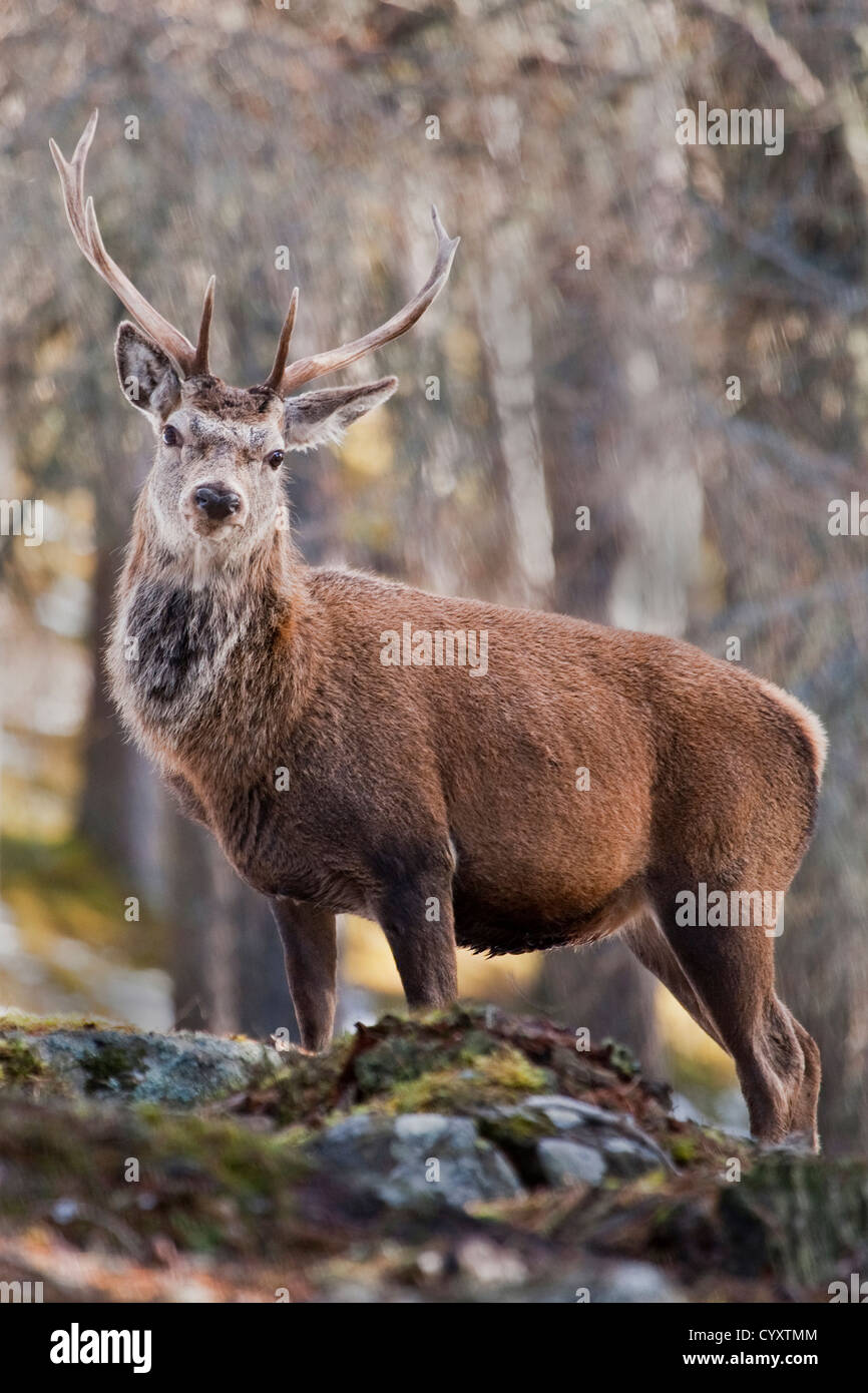 Red Deer Cairngorms National Park Foto Stock