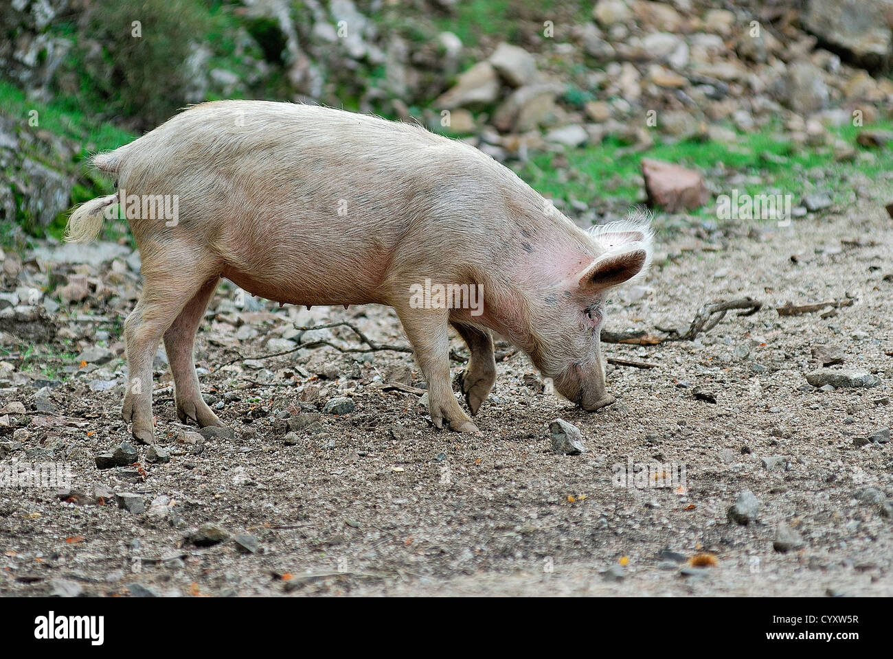Cochon sauvage corse, dans figlio ambienti favoris, chataigneraie de Cristinacce haute Corse Francia 2b Foto Stock