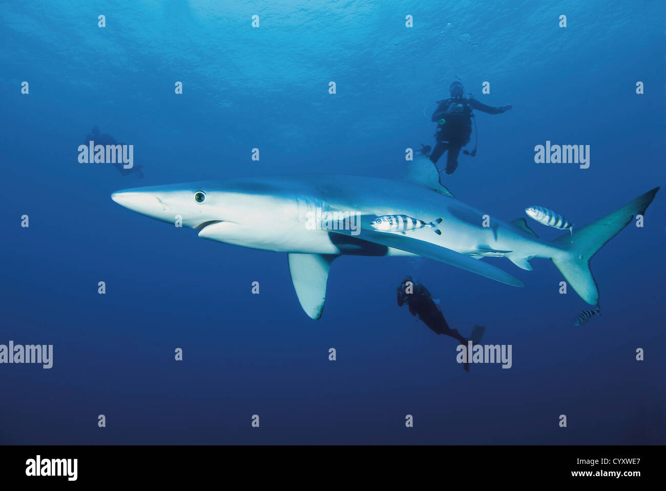 Il Portogallo, subacquei nuoto con blue shark Foto Stock