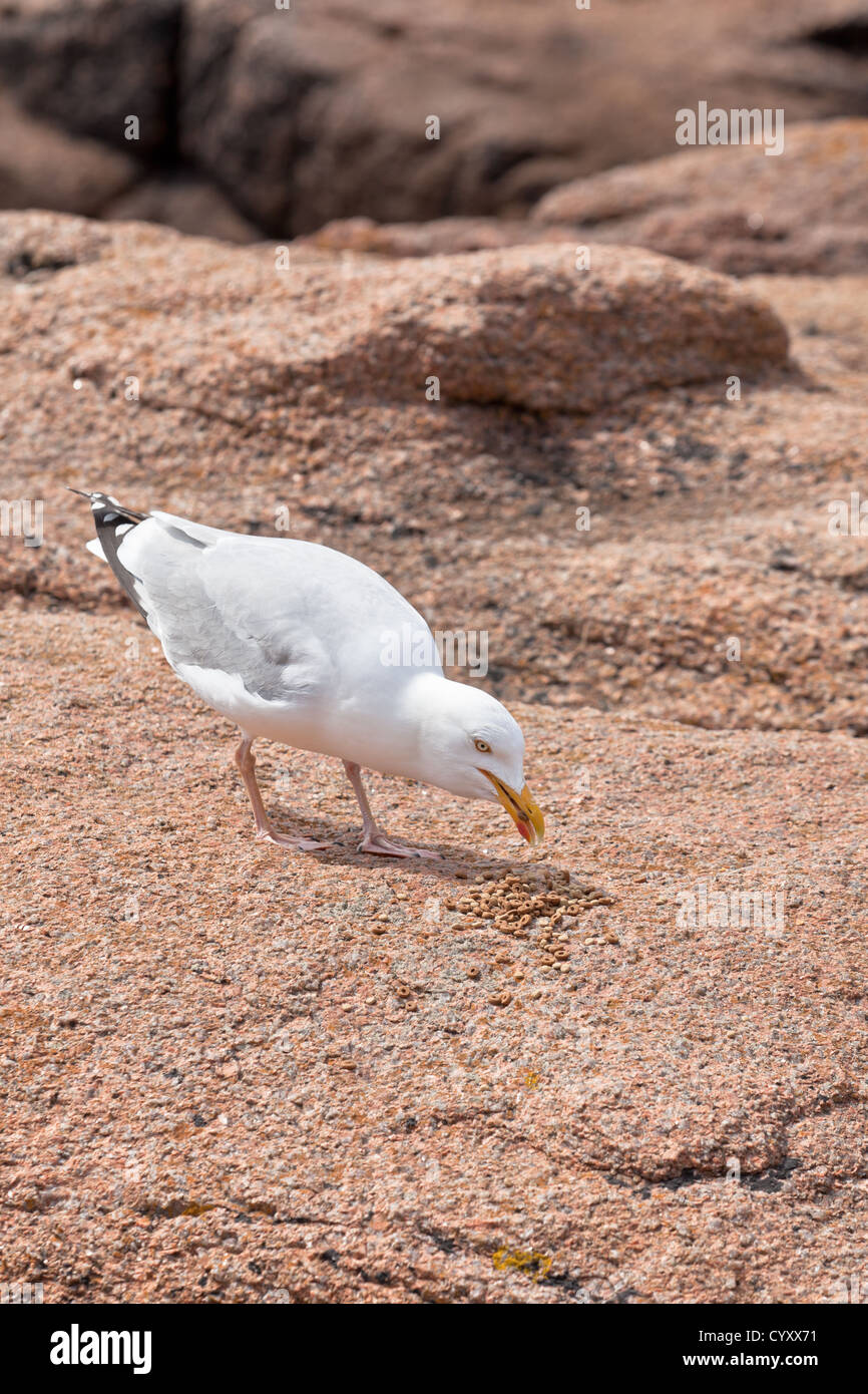 Gabbiano bianco mangiare cibo sulla grande pietra in granito Foto Stock