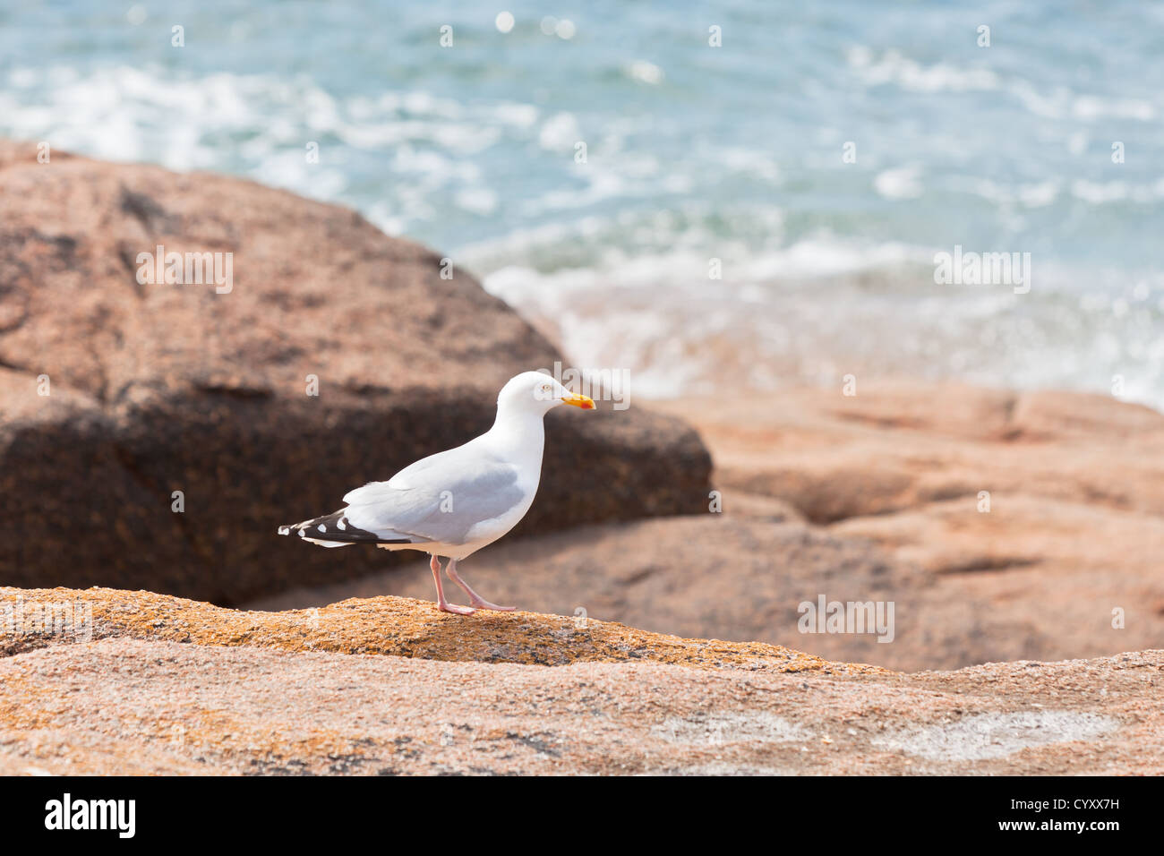 White seagull sulla grande pietra di granito vicino al mare Foto Stock